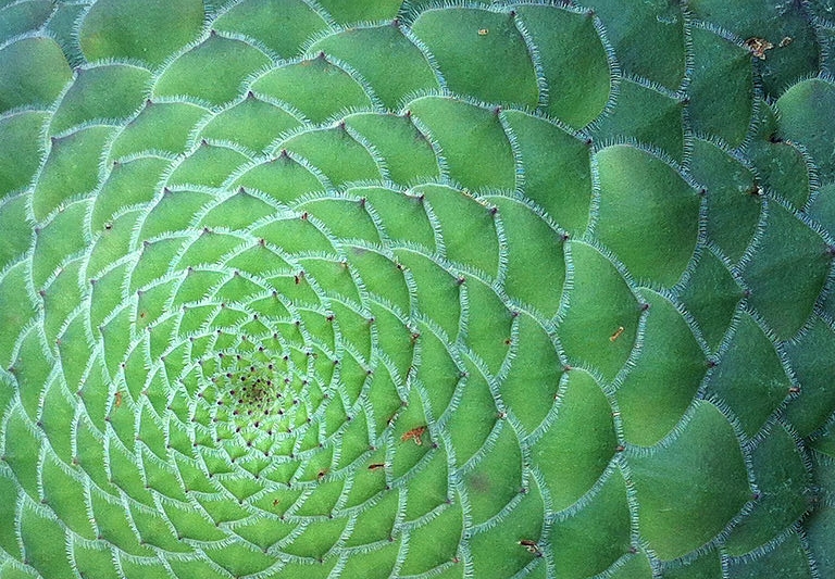 533px-Aeonium_tabuliforme.jpg