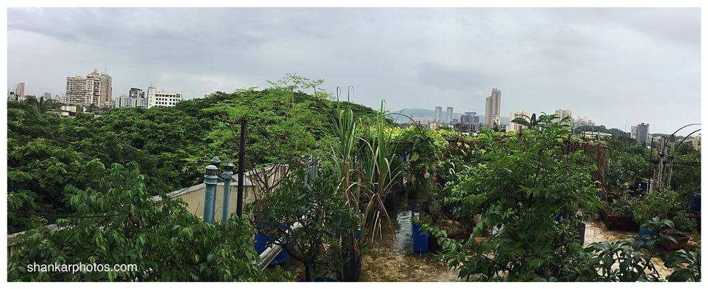 Rooftop garden in Mumbai, part of Neeraja's research