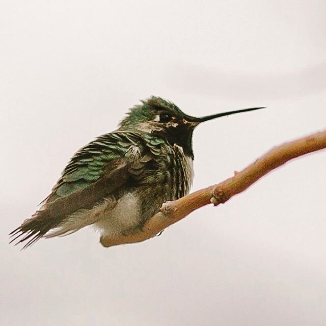 This little guy has my backyard on lockdown ❤️