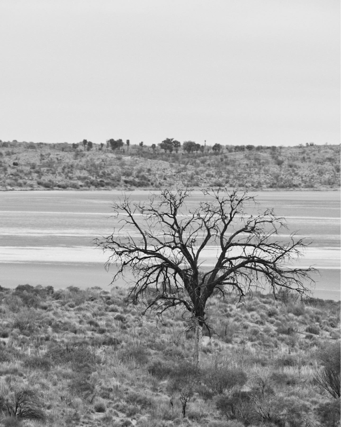 // cool tree // &spades;️ from that time in #nt #uluru .. also rule of thirds for you visual art nerds 😉