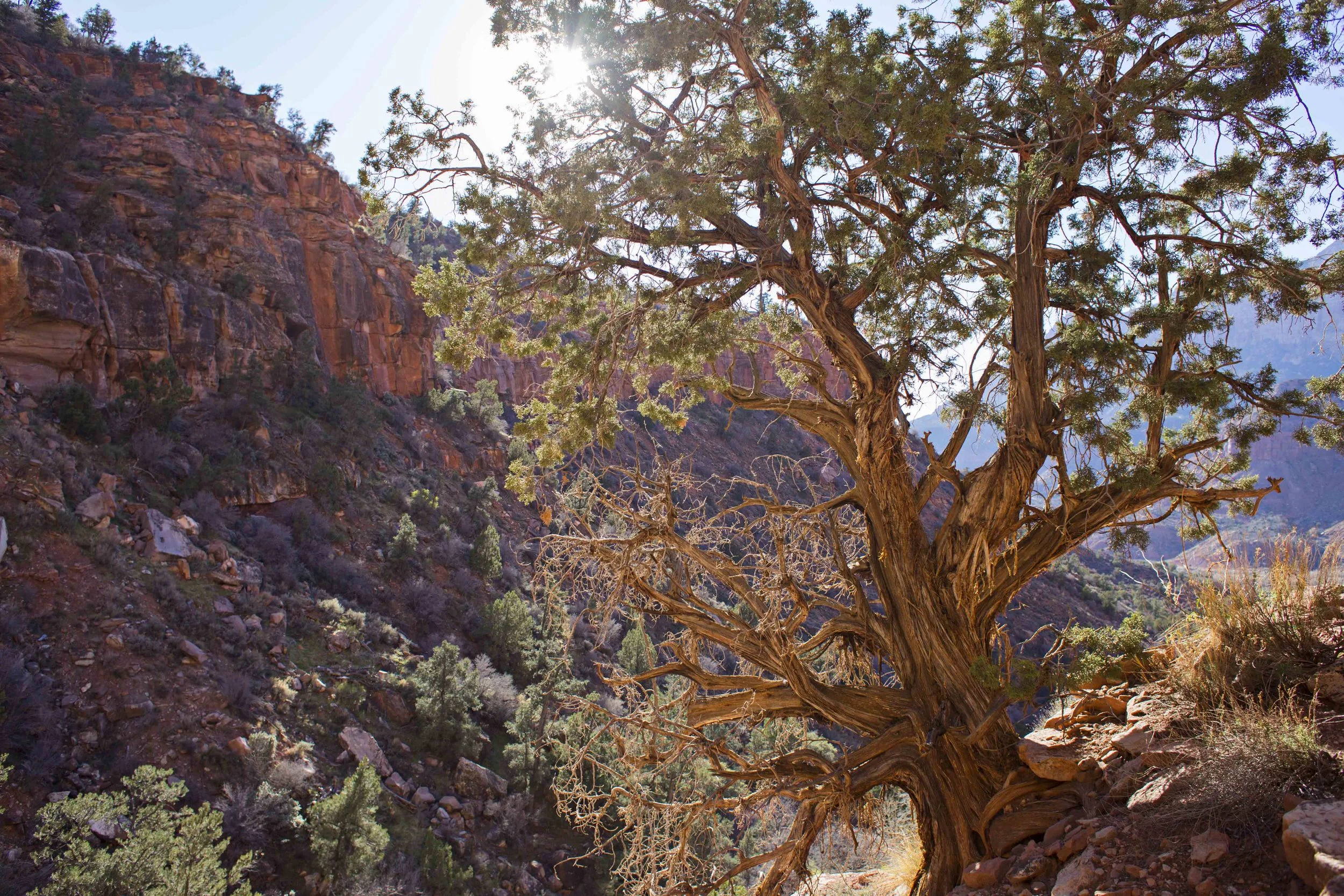  Day 22 - Zion National Park We arrived a bit late so ended up hiking the closest trail. It was a 3 mile roundrip hike which we welcomed dearly after the 4-hour drive in the car. The juniper trees that grow here are beautiful to look at. This one grows at the edge of a cliff reminding us of the deep canyon as we continue to hike up. 