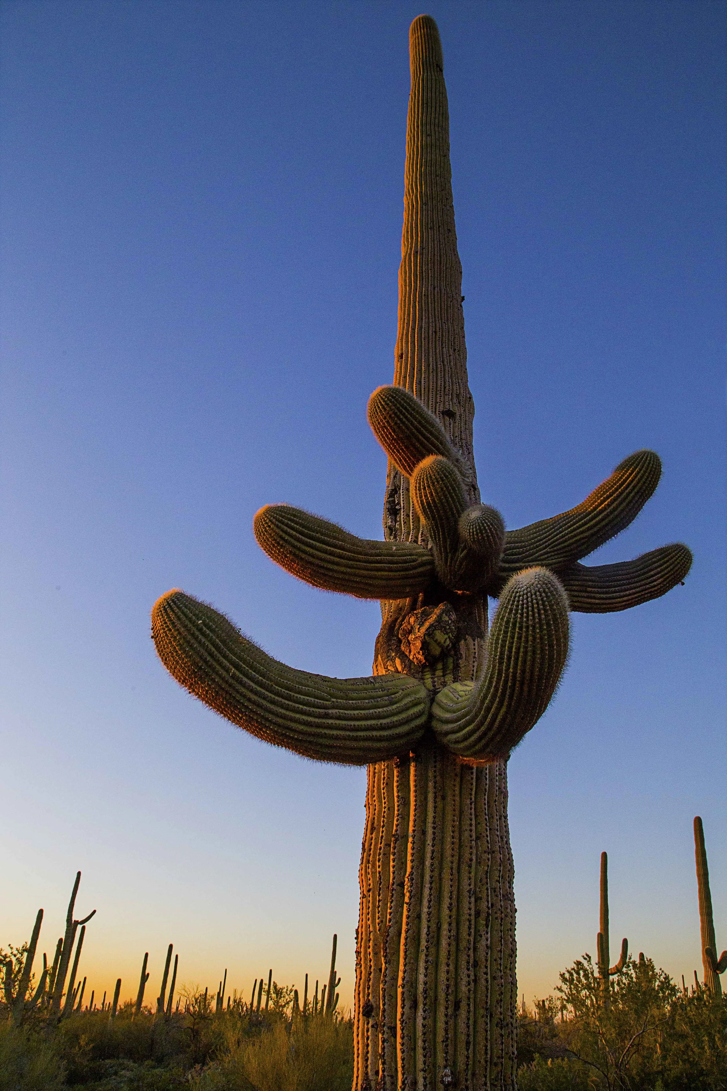 Day 40 - Saguaro National Park As the sun sets, it highlights the side of this ancient saguaro which, according to it's height and arms, should be over 100 years old.