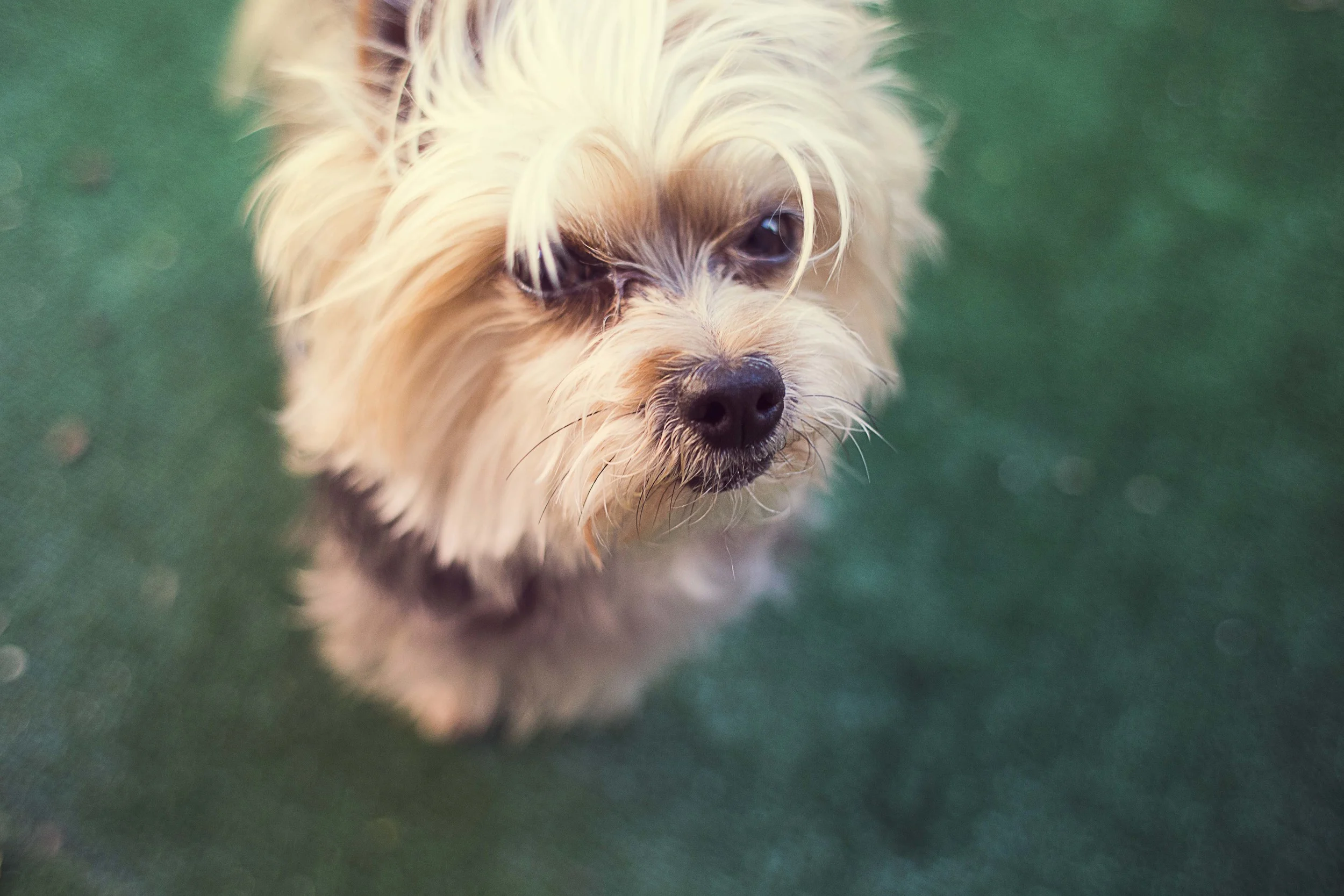 Day 50 - Tucson, AZ Shatzie. Found wondering in my mom's neighborhood about 5 years ago, he is an energetic Yorkie who loves to be cradled like a real baby. He will ask you to put your hand on his chest as he wraps his two front legs around it.