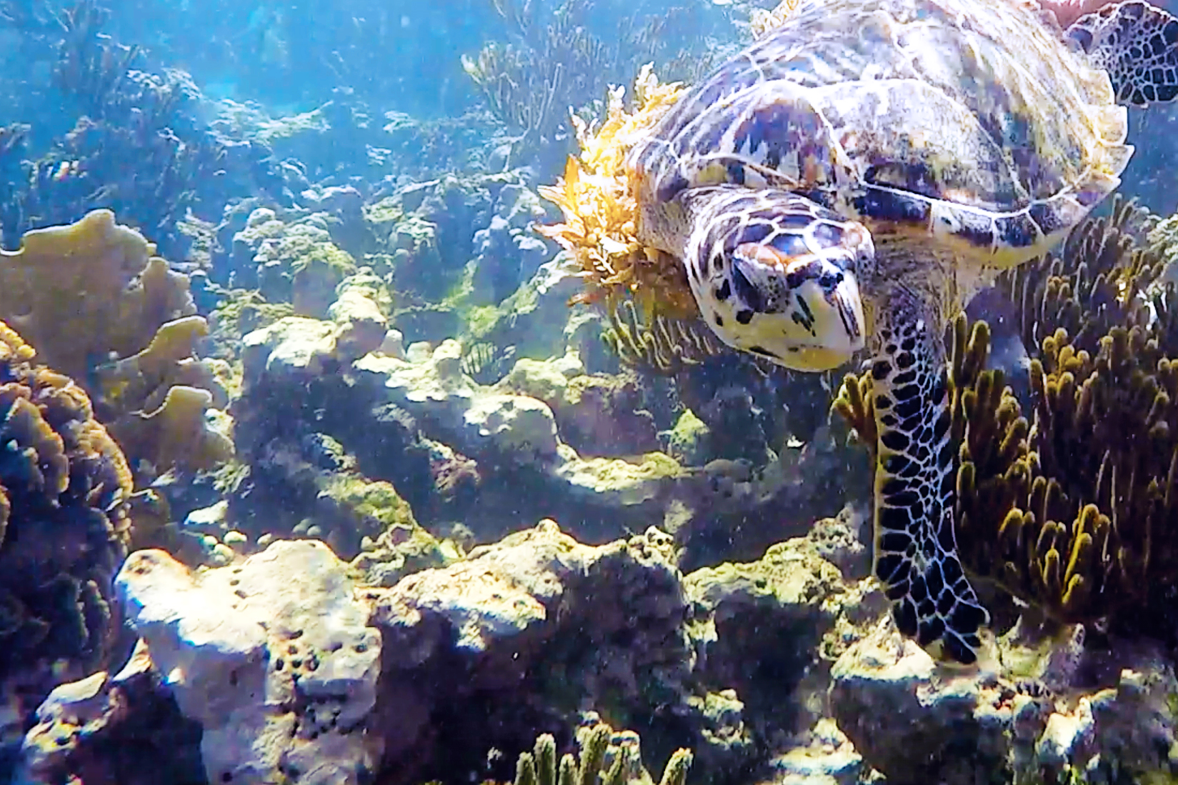 Day 134 - Akumal, Quintana Roo, Mexico Akumal in Yucatecan Maya language means land of the turtles. A large conservation effort is present here to ensure more generations can enjoy swimming with these magnificent creatures. We snorkeled there as well as in Playa Pescadores where, in my opinion, you get an even more intimate and rewarding encounter. Just remember the golden oceanic rule: leave everything as you found it and take your trash with you!