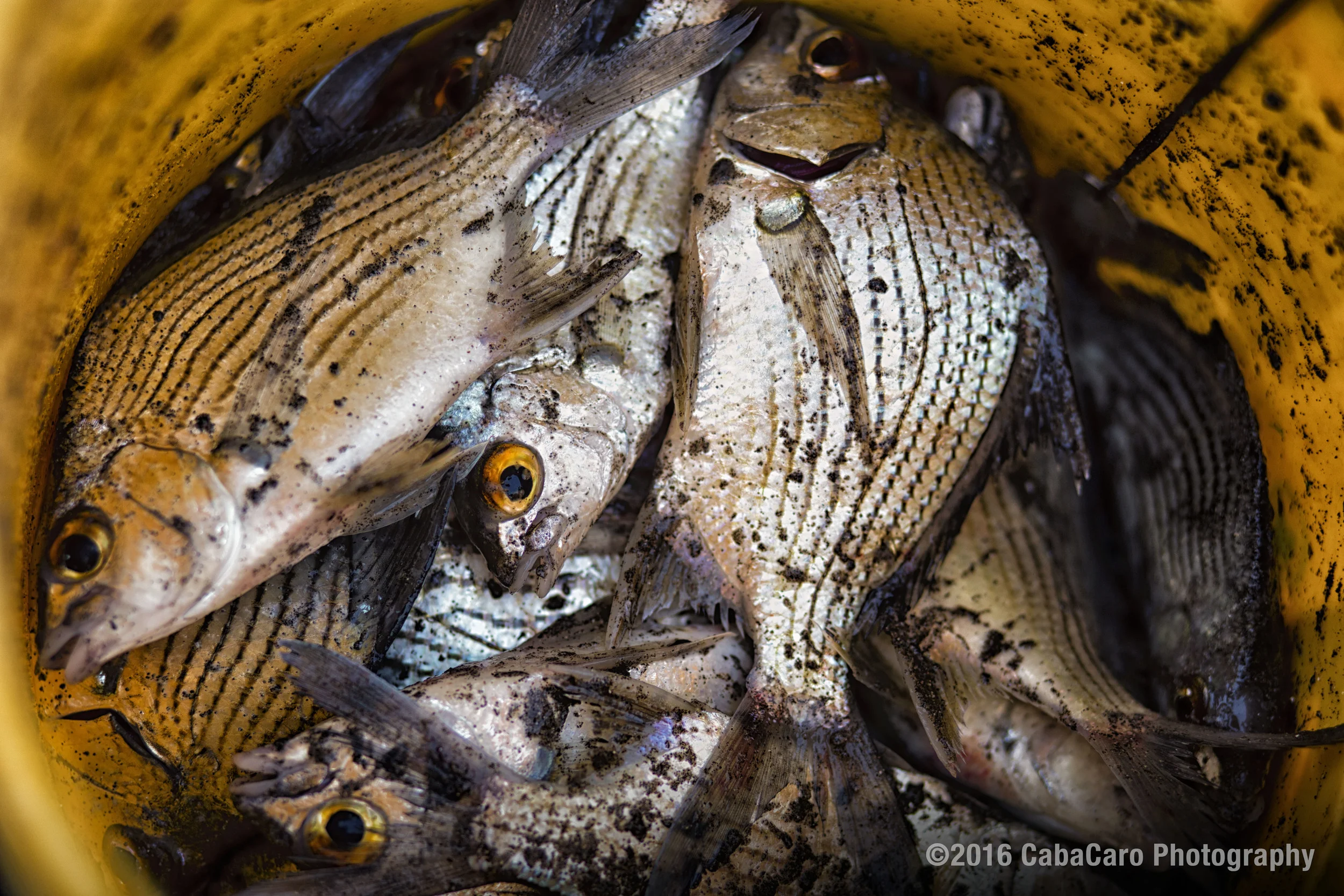 Fishermen