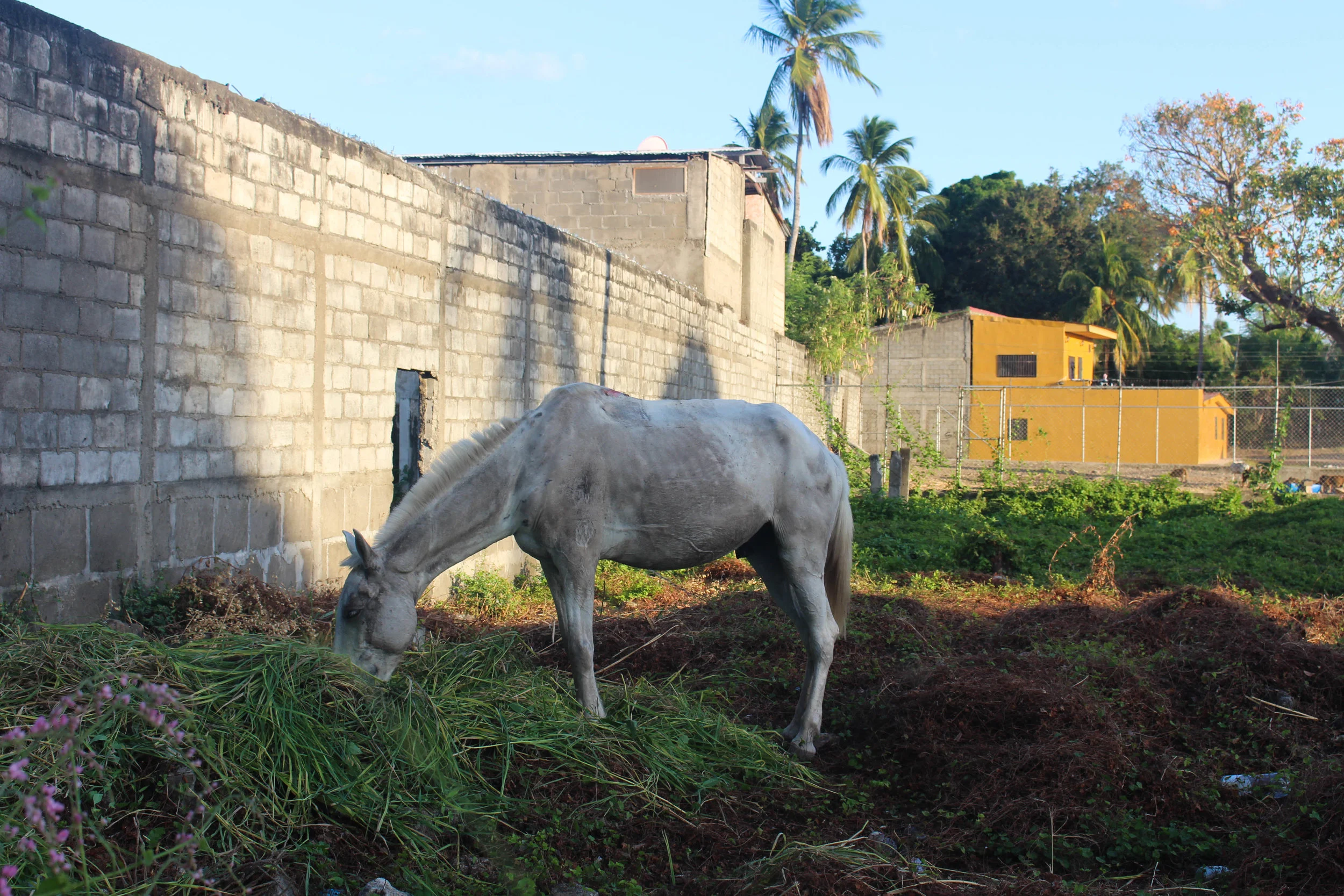Granada- horse in grass-NatalieNehlawi.jpg