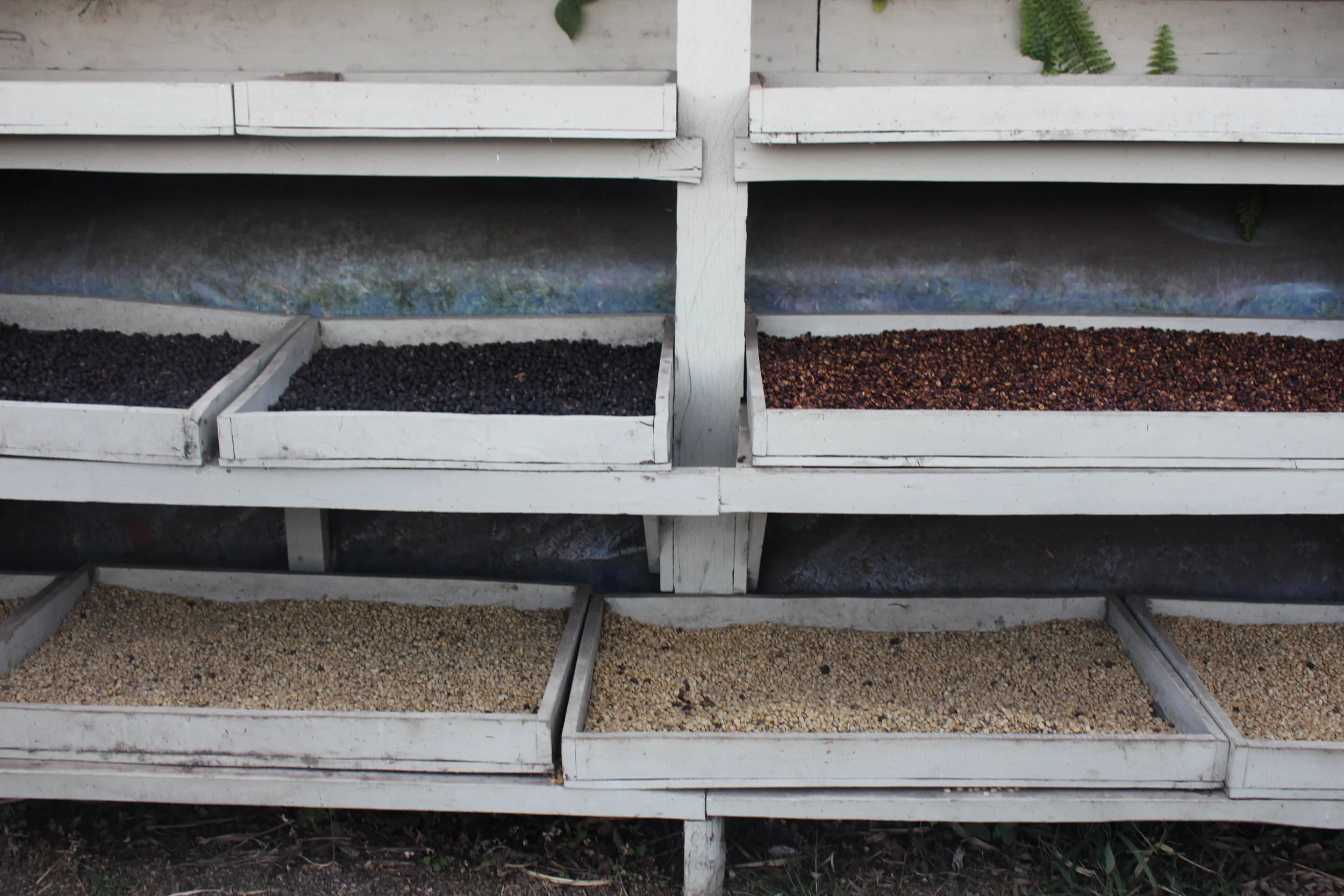 Dark roast, medium roast, light roast coffee beans.