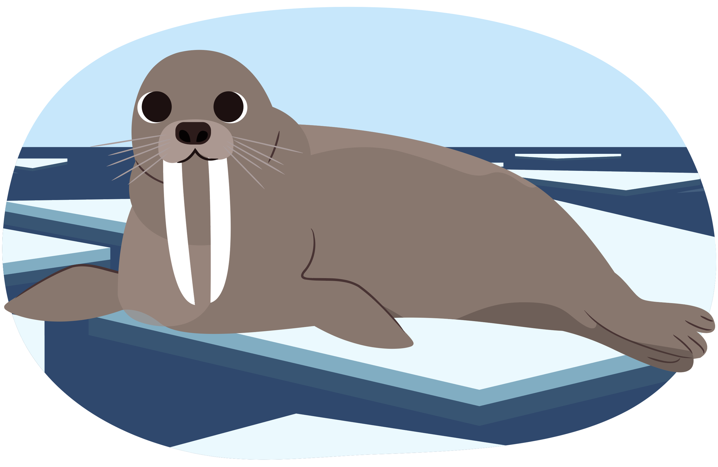 Walrus_TVOKids.png