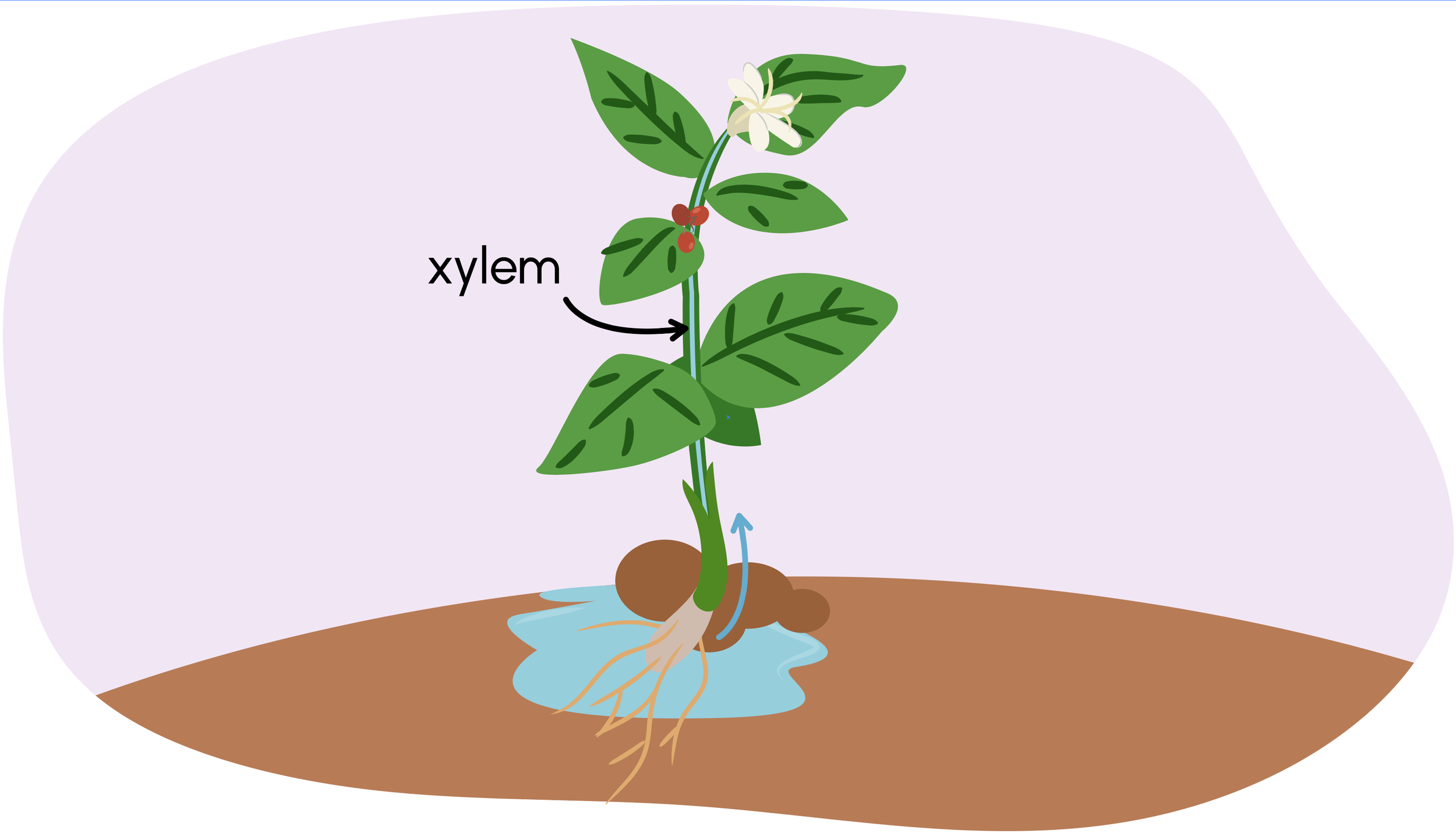 xylem_TVOKids_NAtalieNehlawi.png