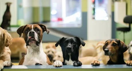 aquarium decorations online