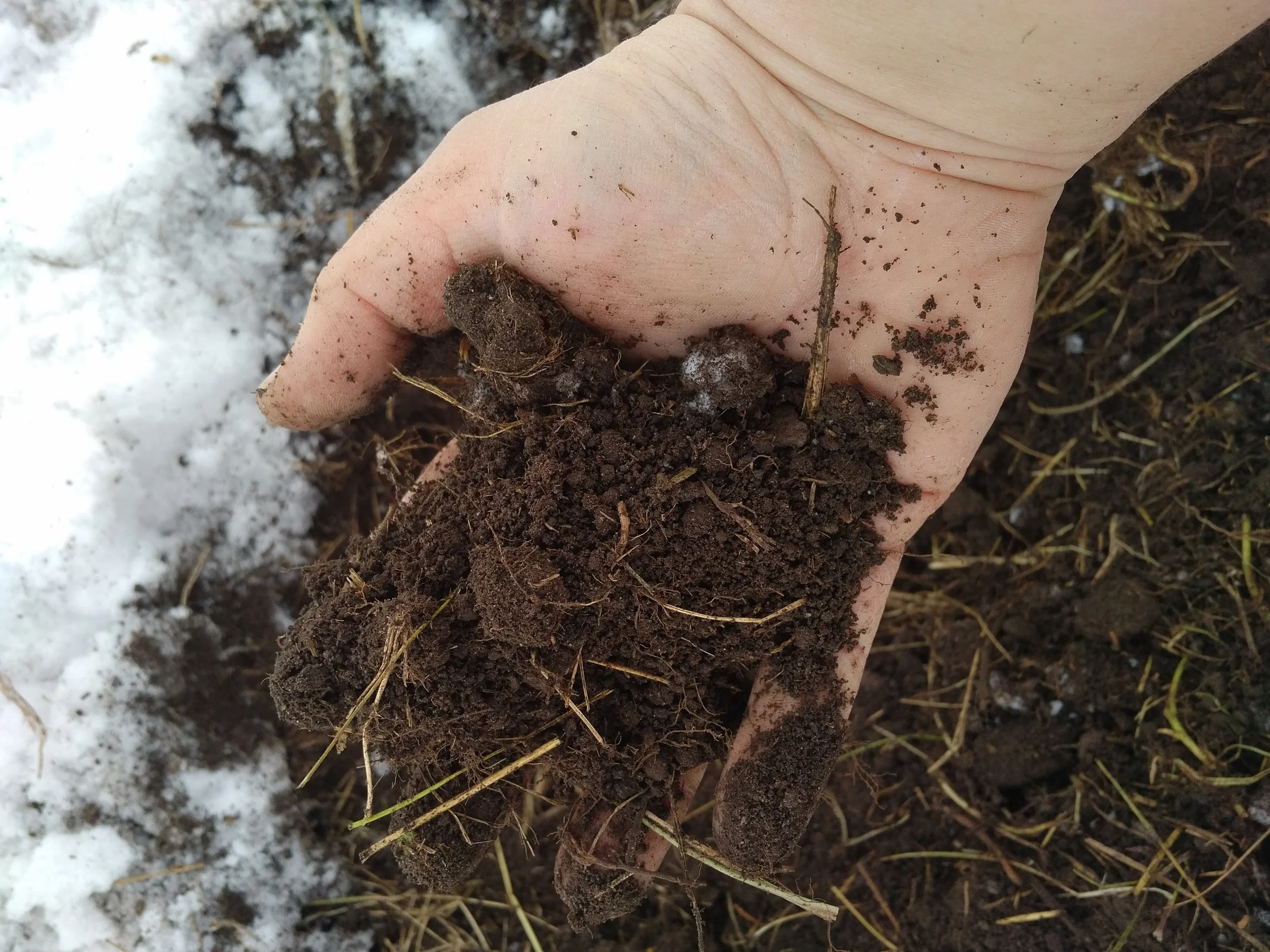 Oct 30th, the afternoon before the snow arrived, it was surface tilled to bust up the sod so it could break down easier over winter.