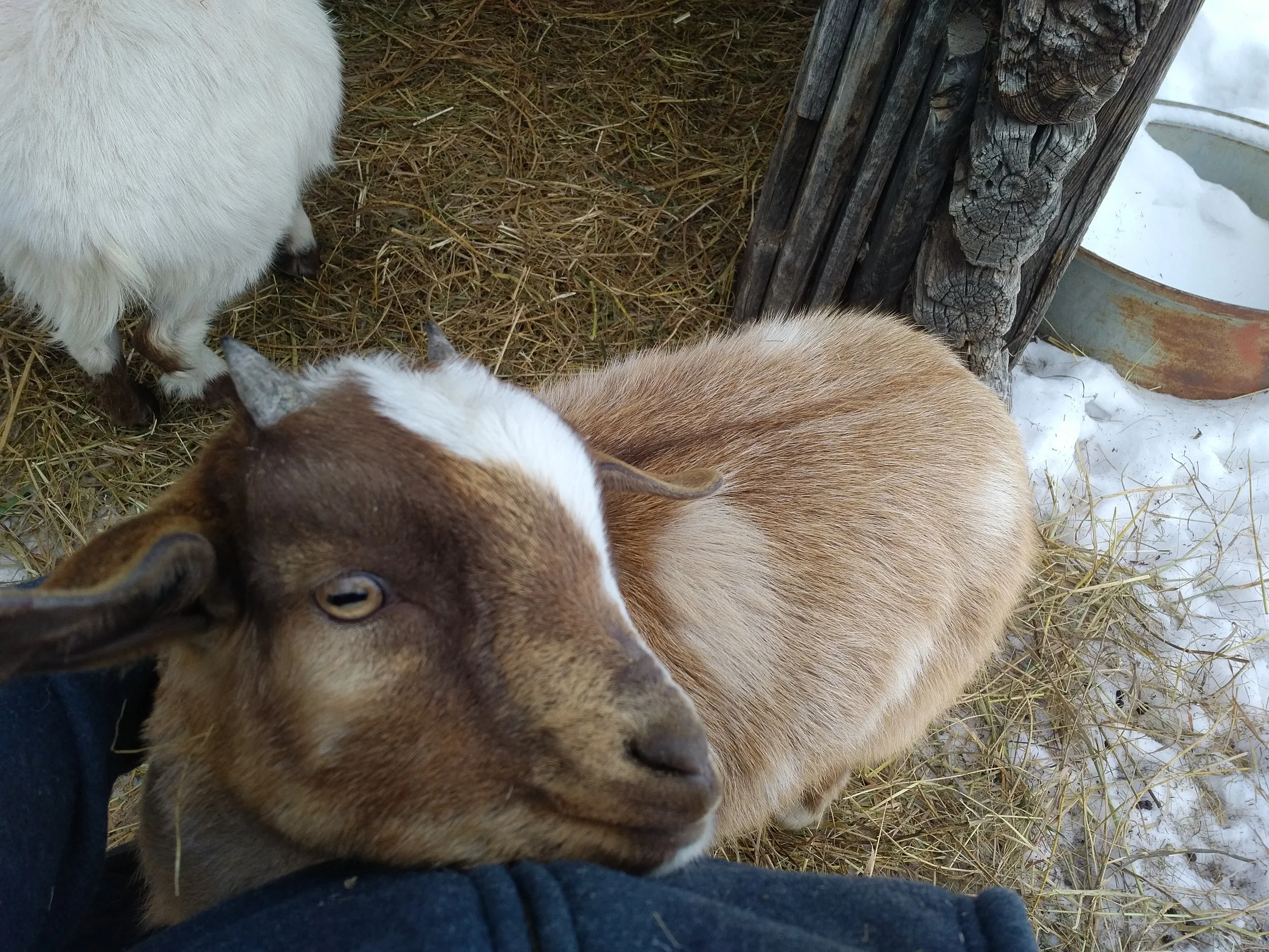 Look! A goat! Snickers has become quite the snuggler.