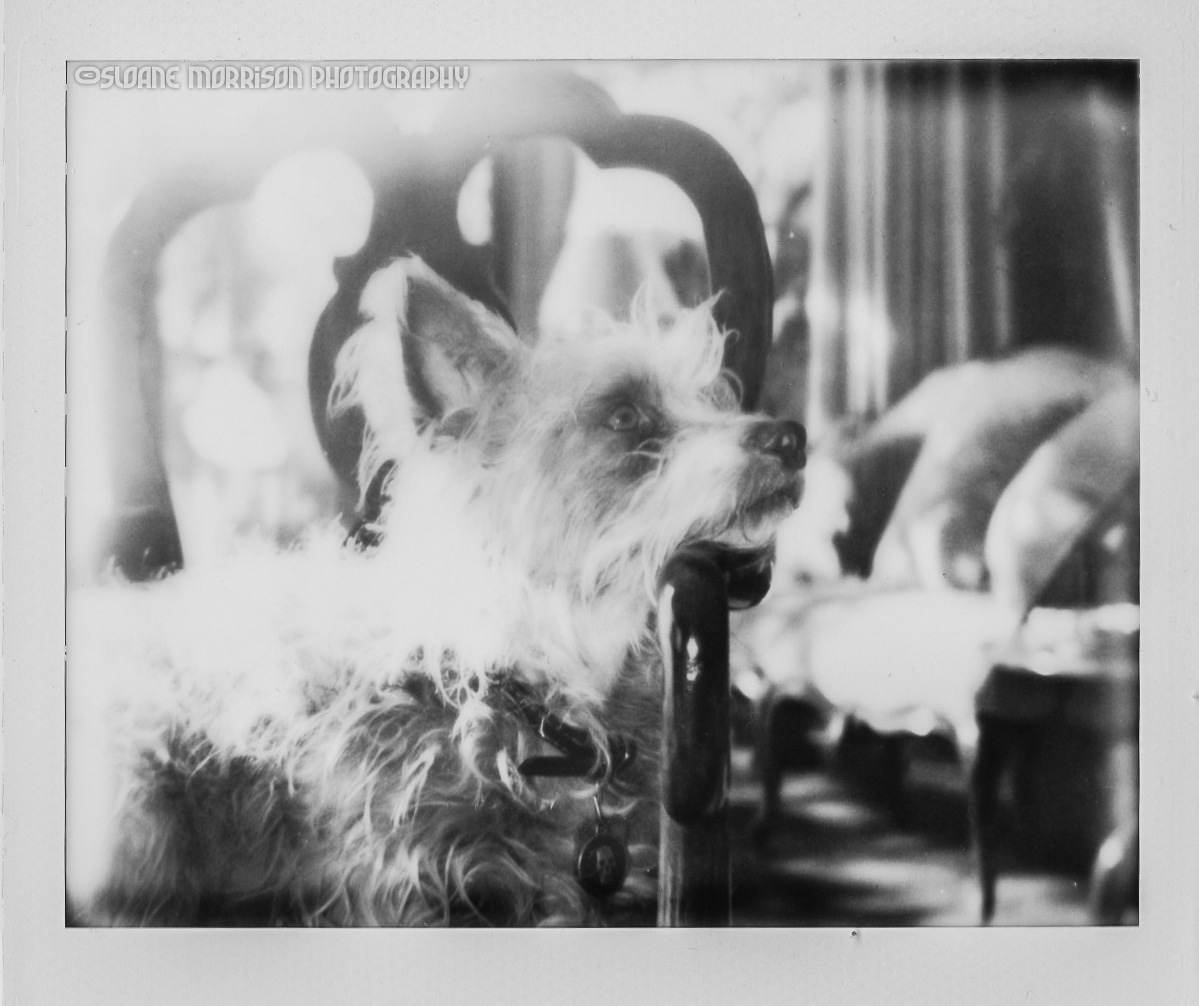  Wolfman, San Francisco 