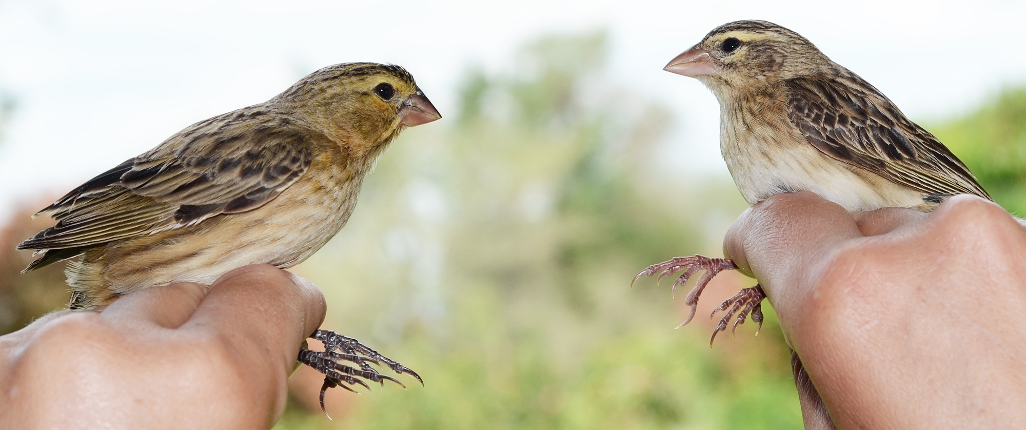 African cuckoo finches (left) seem to have evolved to look like harmless bishops (right) in an attempt to trick their prinia hosts into thinking they're harmless. Image by Claire Spottiswoode.