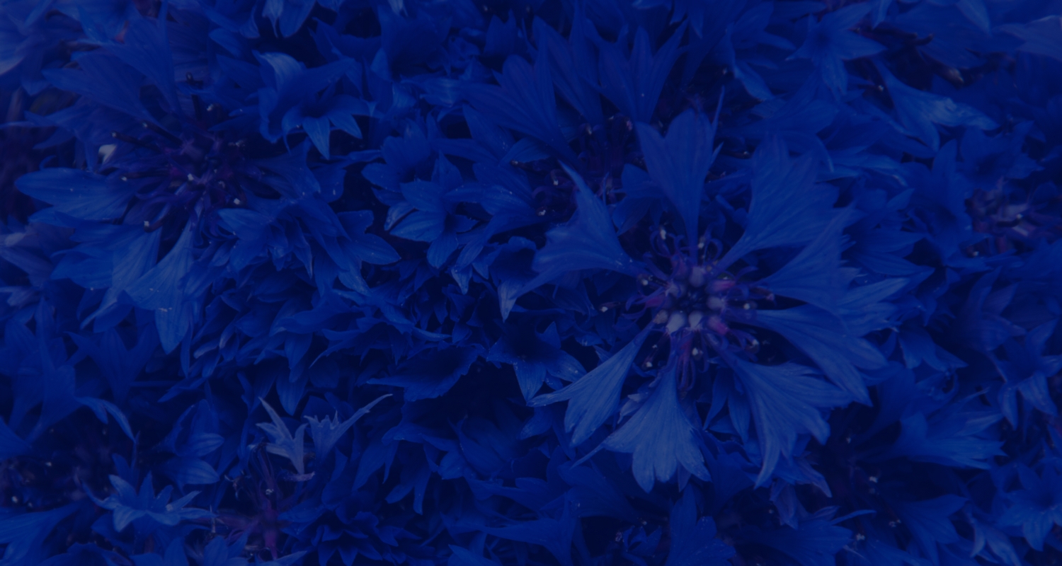 Cornflower banner background.jpg