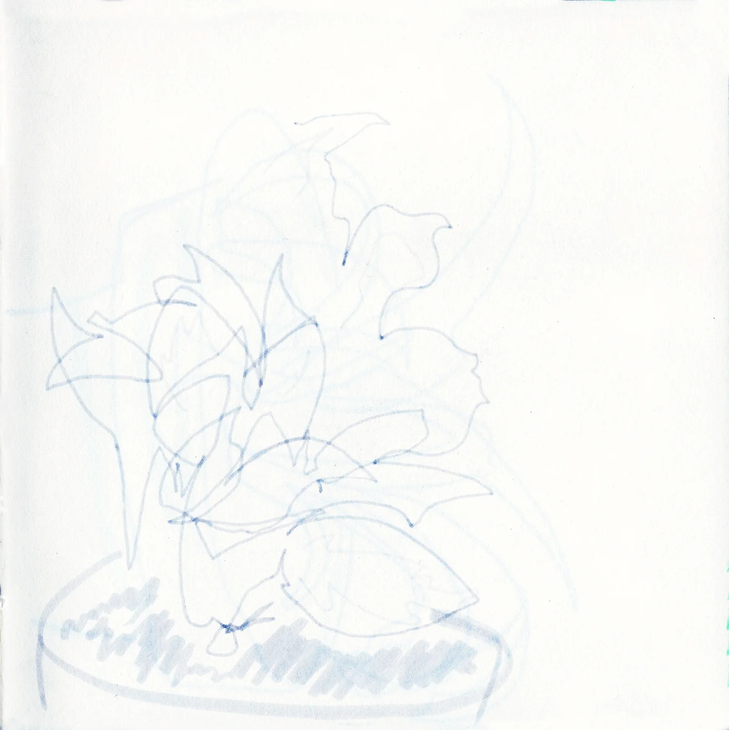 Epipremnum aureum