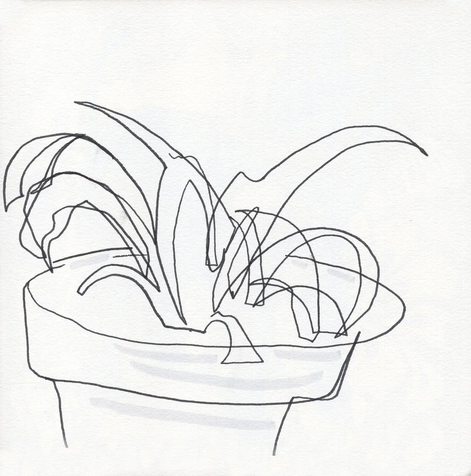 Chlorophytum comosum