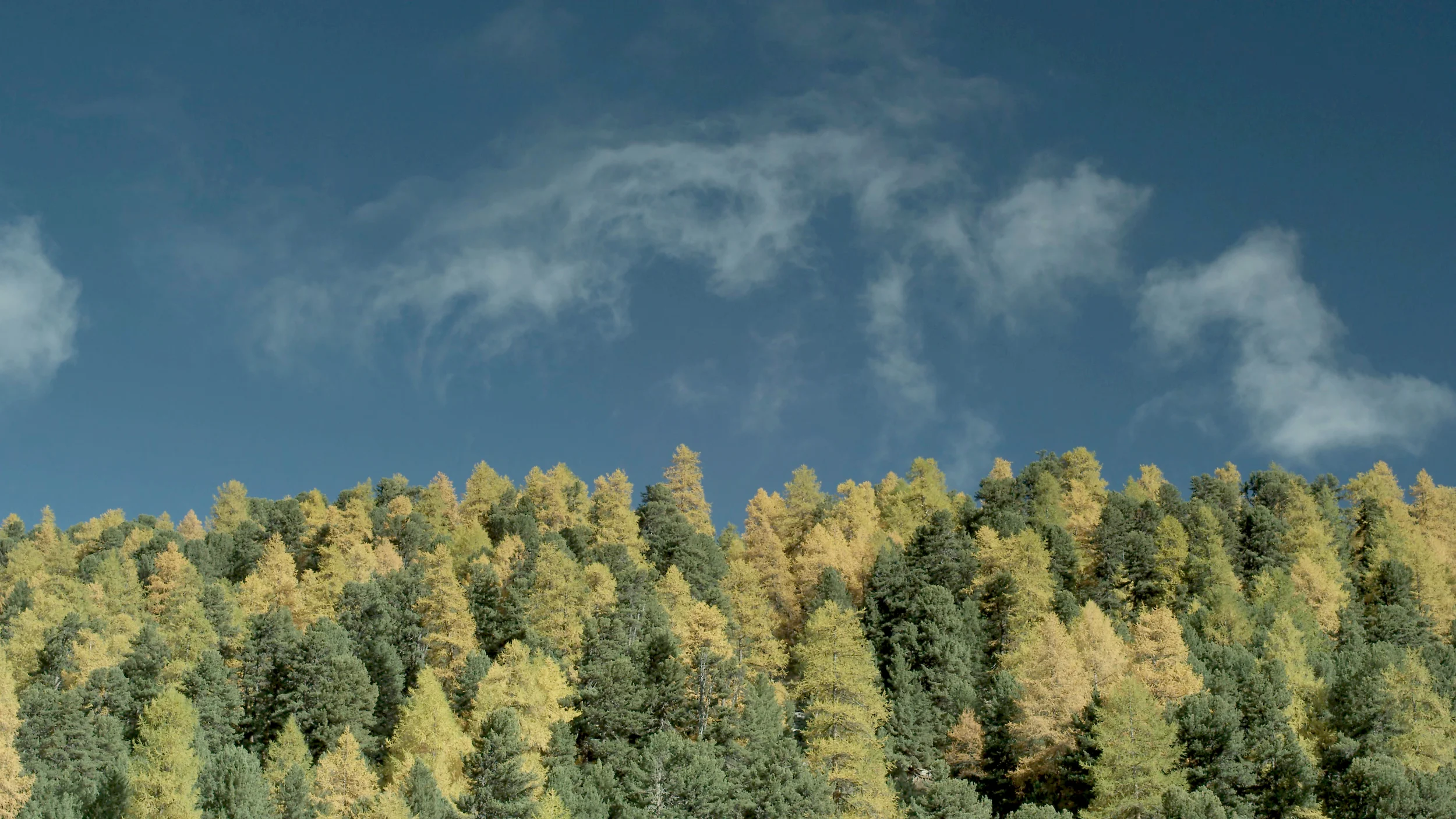Wald_20110506_10.jpg