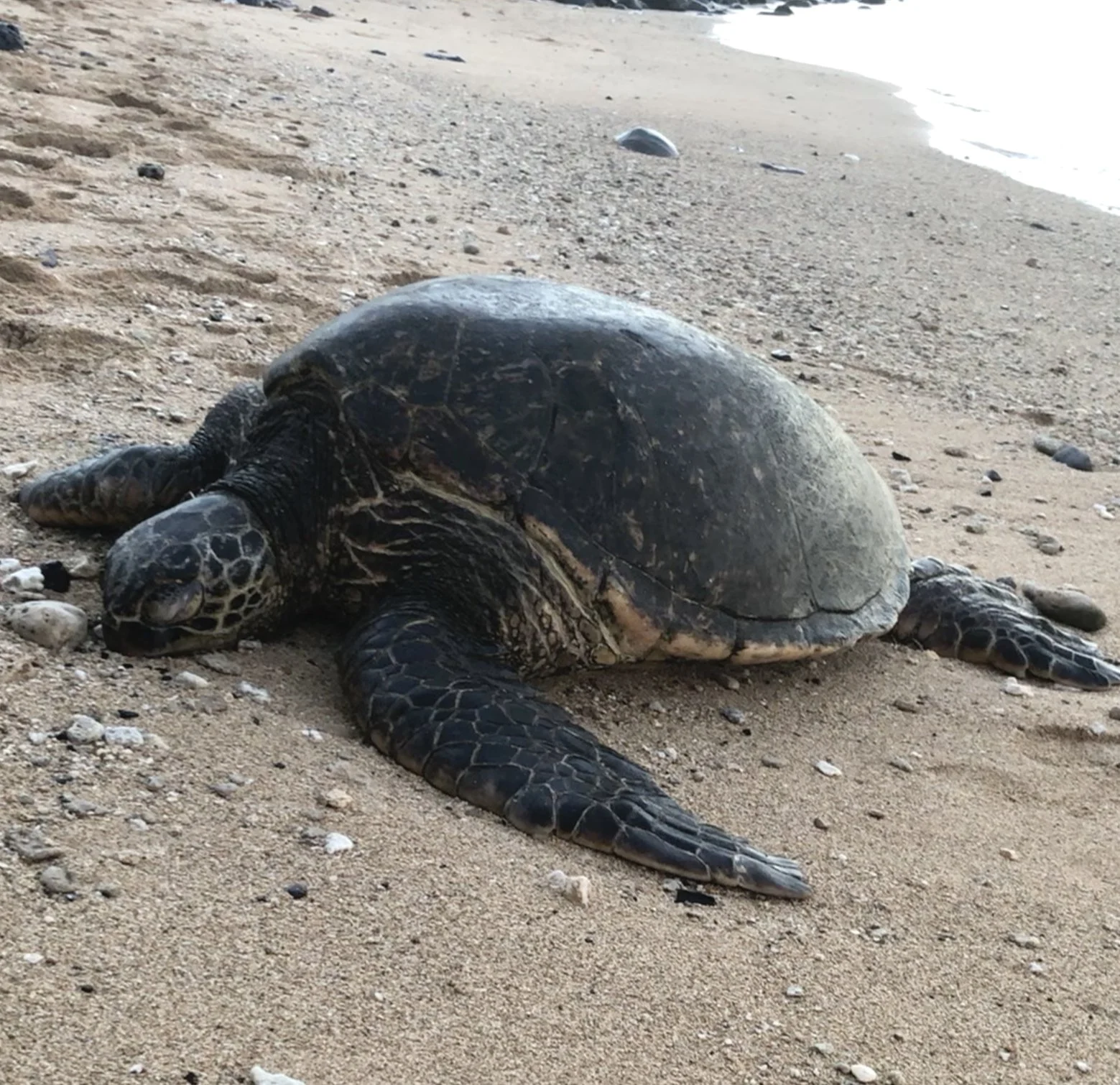 Big Maui Honu Turtle