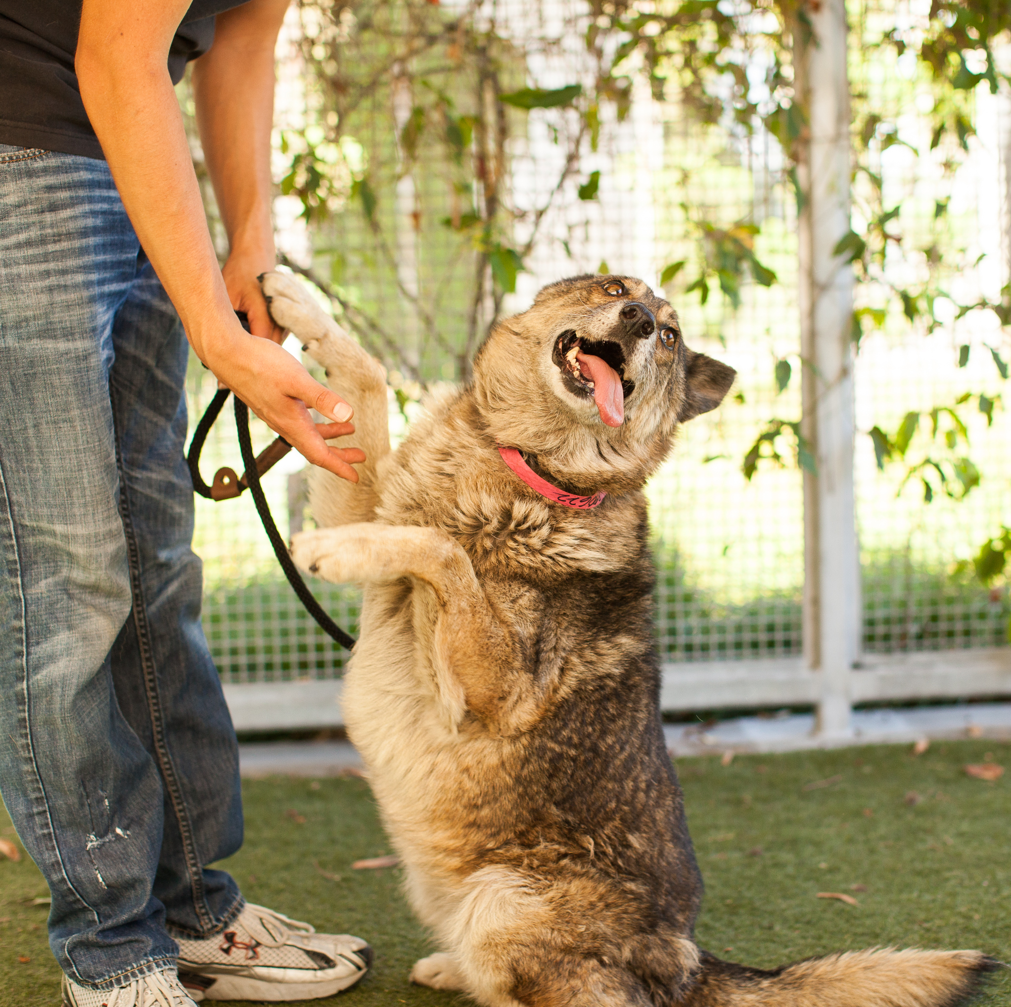 014_animal-photography-cats-dogs-volunteer_MG_4871.jpg