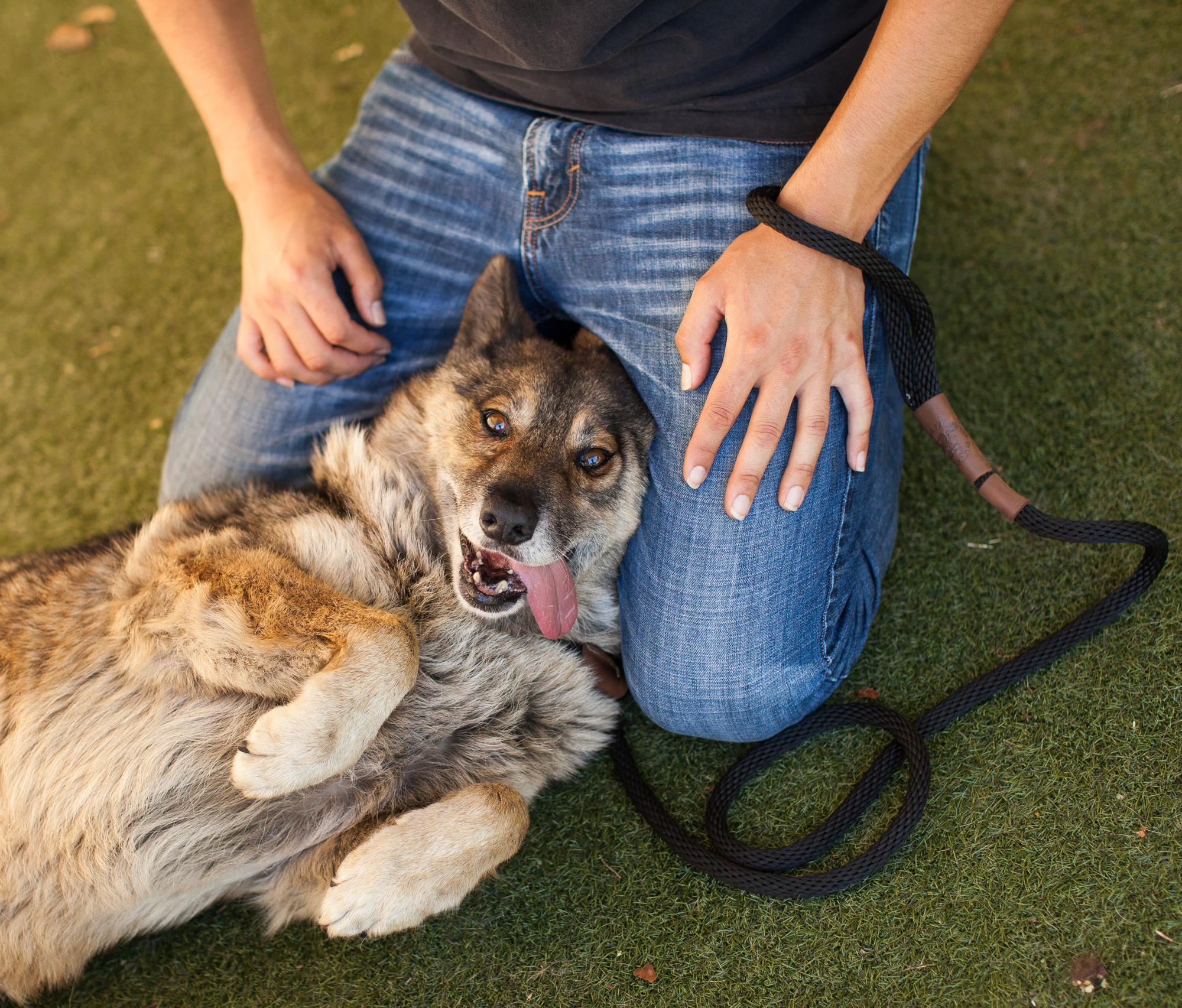 037_animal-photography-cats-dogs-volunteer_MG_4892.jpg