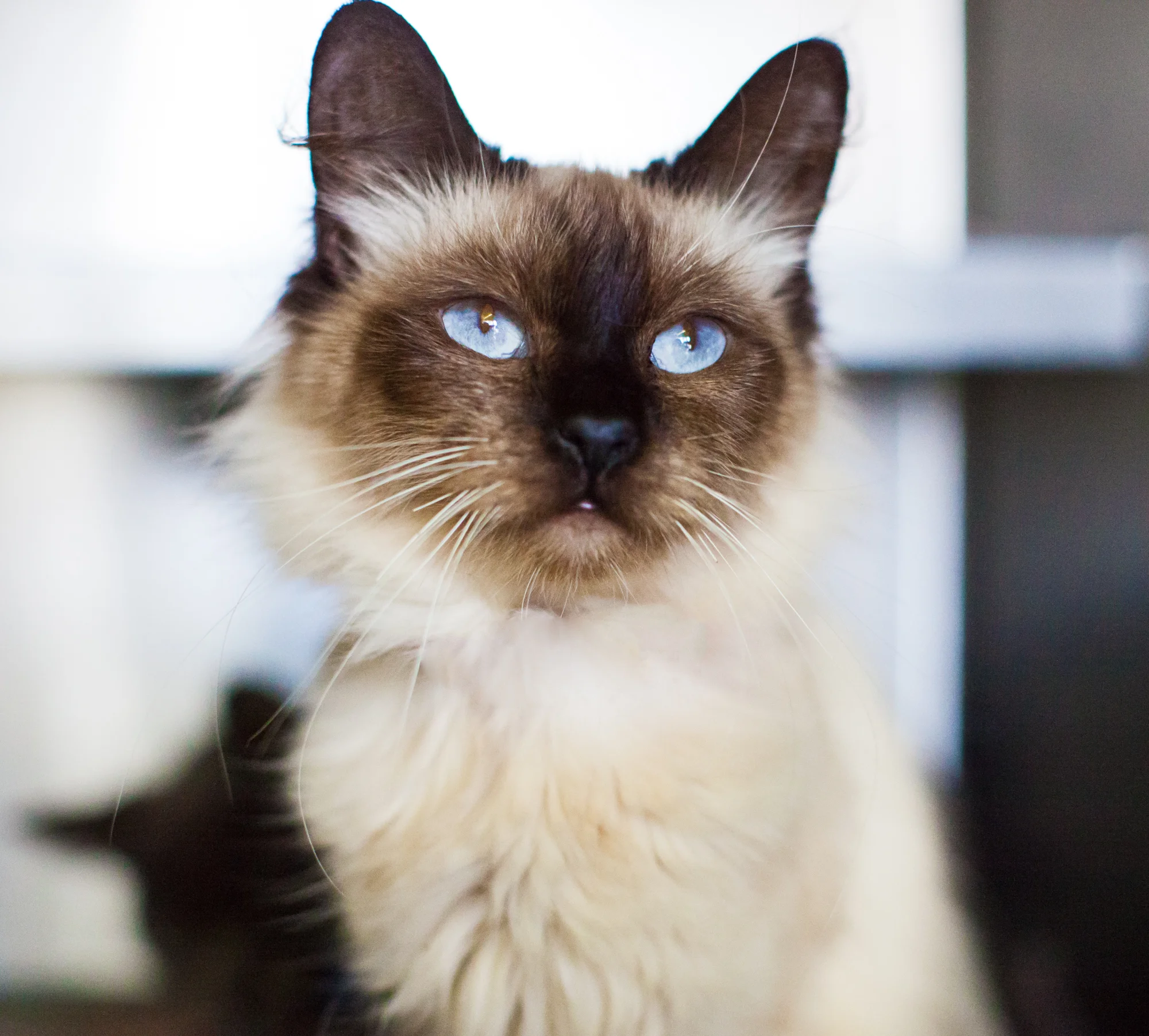 Available for adoption now at South Los Angeles Animal Shelter!