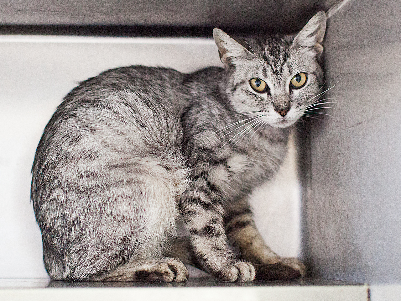 Available for adoption now at South Los Angeles Animal Shelter!