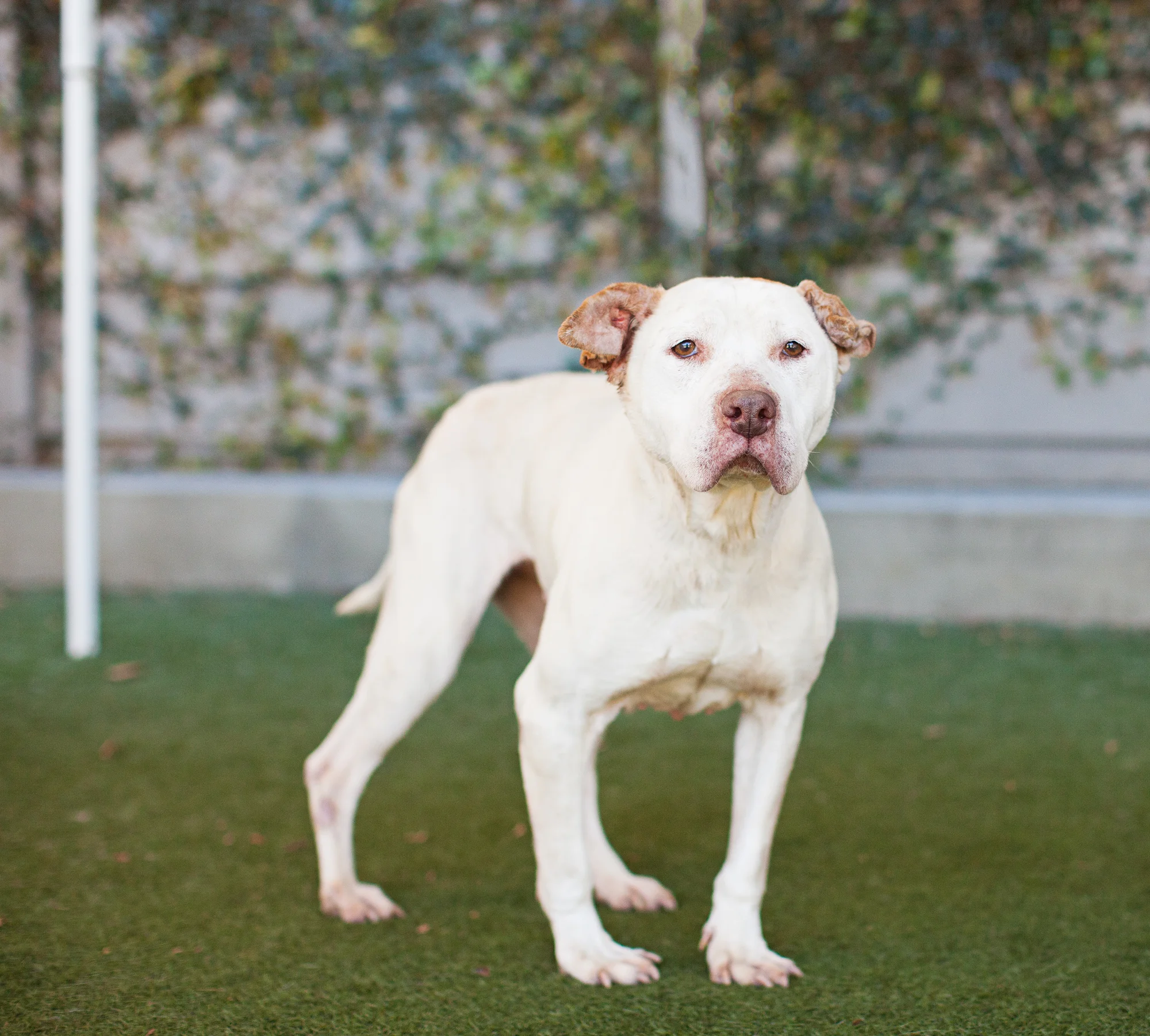Available for adoption now at South Los Angeles Animal Shelter!