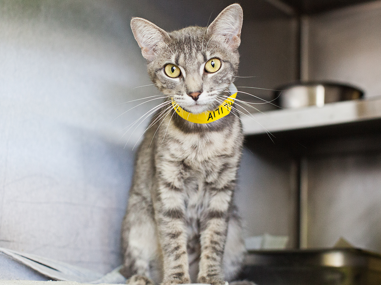 Available for adoption now at South Los Angeles Animal Shelter!