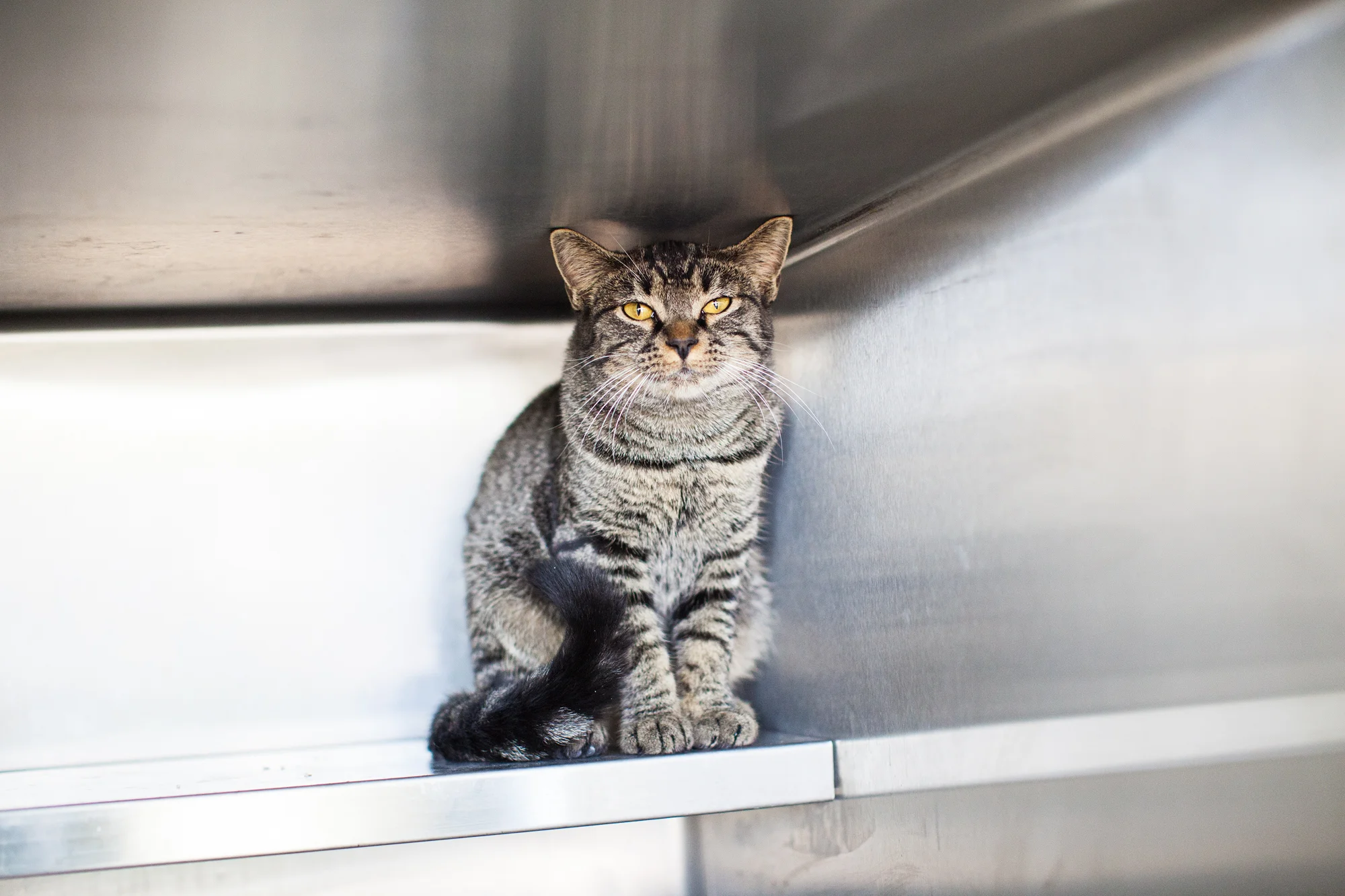 Available for adoption now at South Los Angeles Animal Shelter!