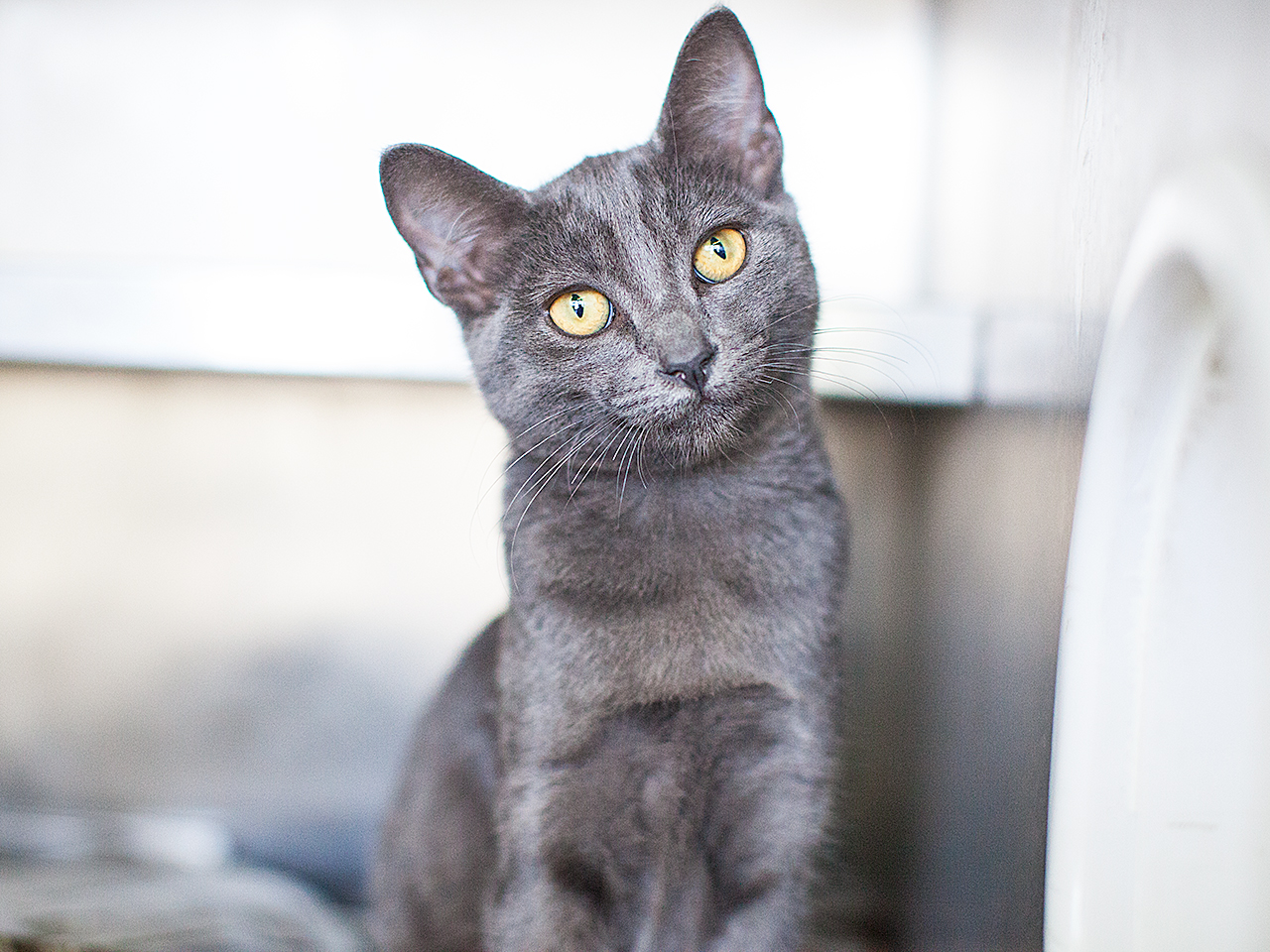 Available for adoption now at South Los Angeles Animal Shelter!