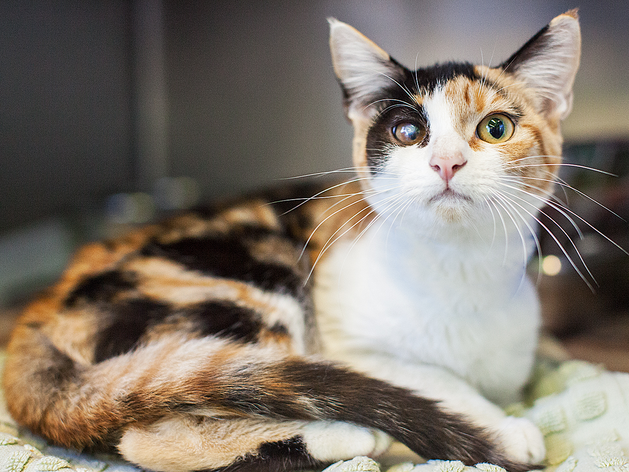 Available for adoption now at South Los Angeles Animal Shelter!