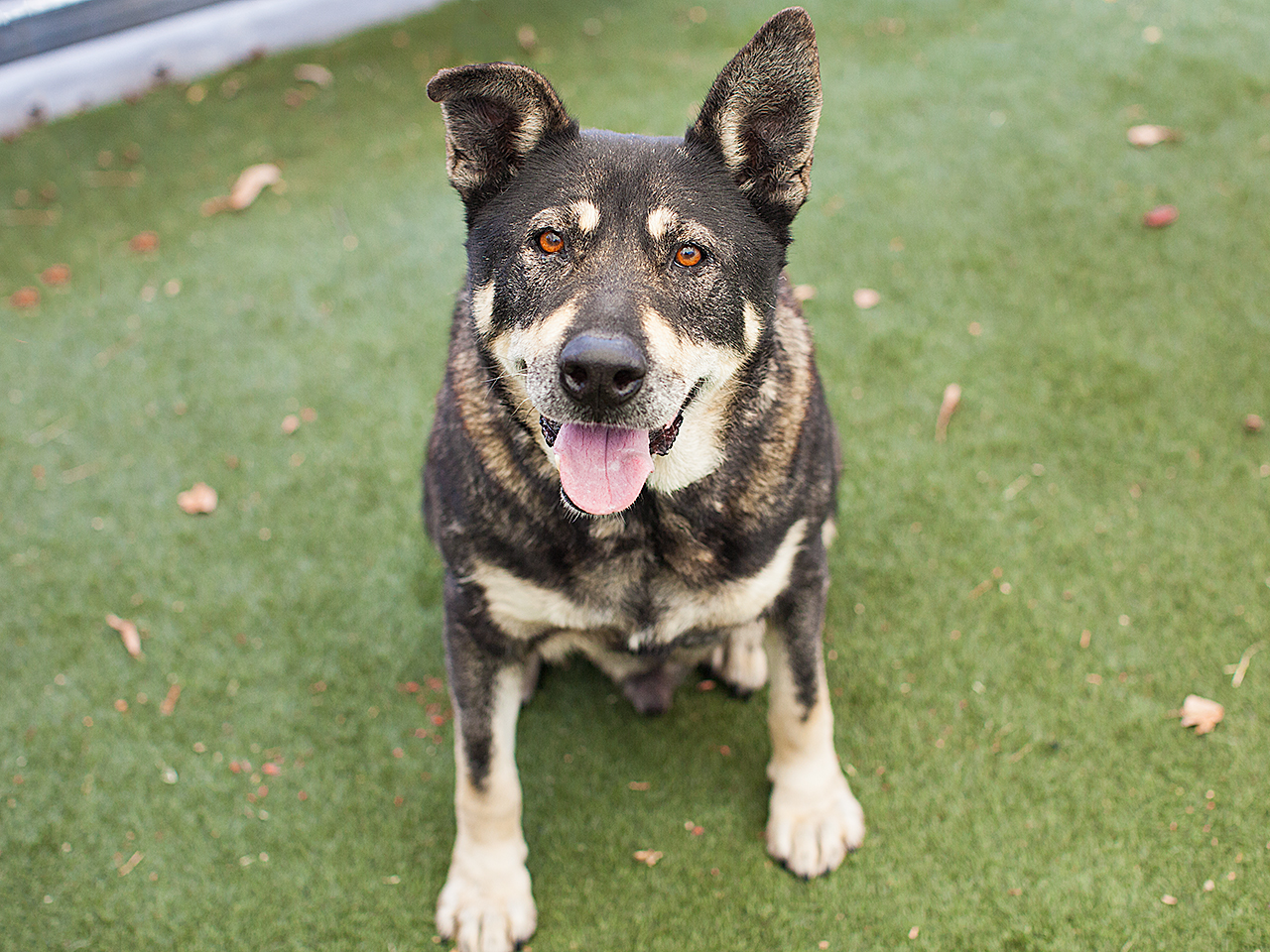 Available for adoption now at South Los Angeles Animal Shelter!