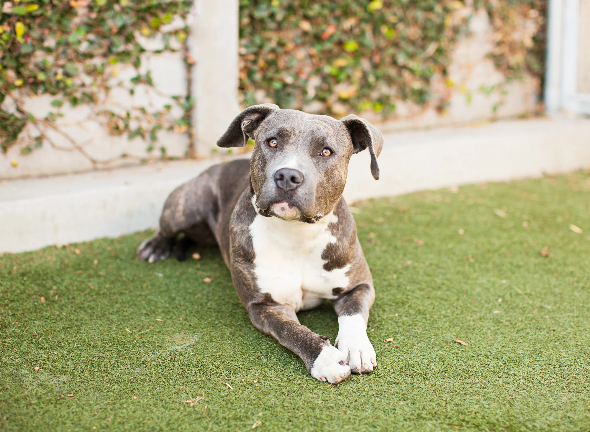 Available for adoption now at South Los Angeles Animal Shelter!