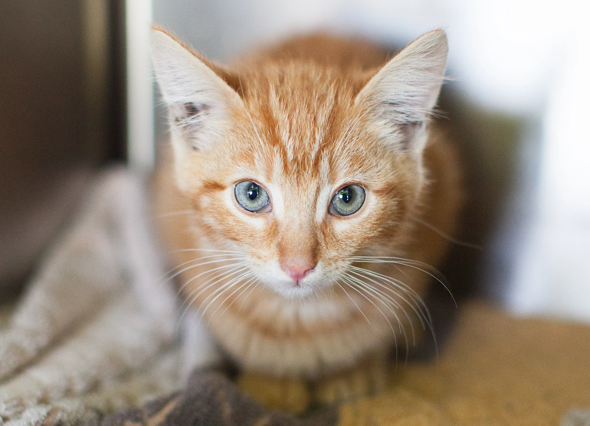 Available for adoption now at South Los Angeles Animal Shelter!