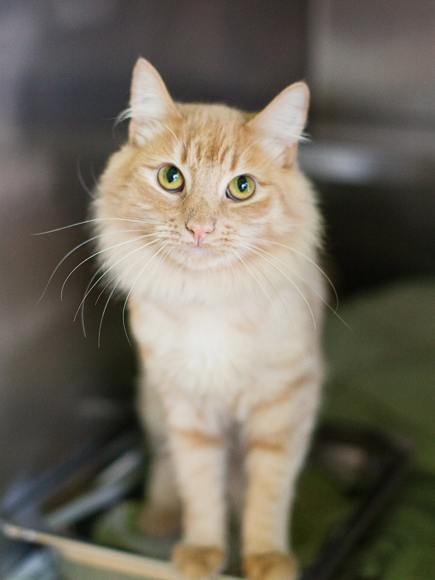 Available for adoption now at South Los Angeles Animal Shelter!
