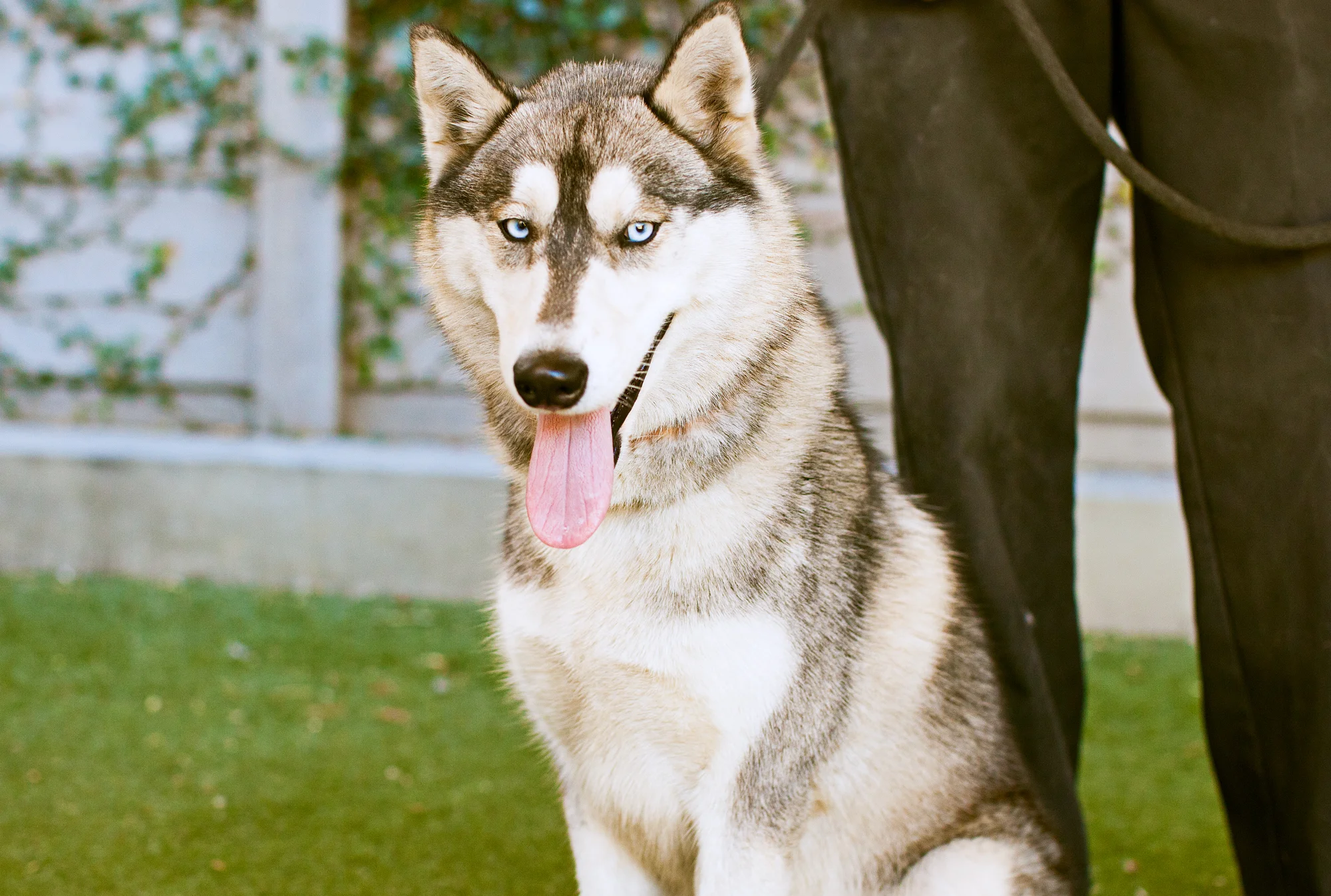 Available for adoption now at South Los Angeles Animal Shelter!