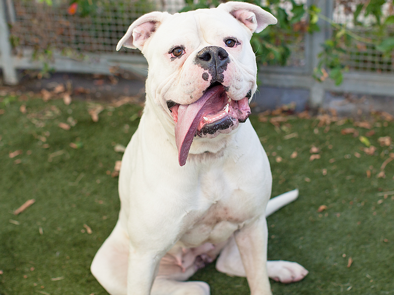Available for adoption now at South Los Angeles Animal Shelter!