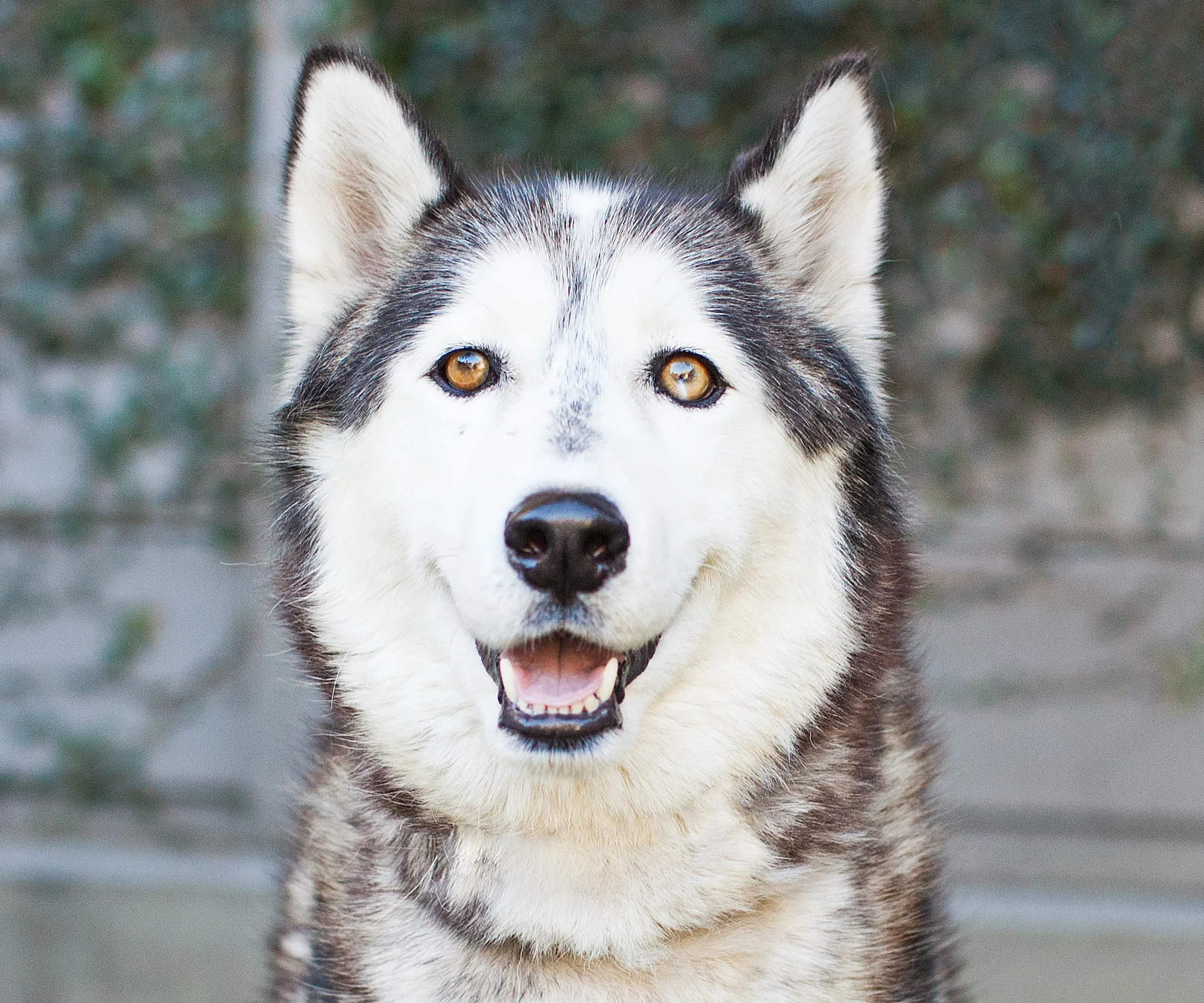 Available for adoption now at South Los Angeles Animal Shelter!