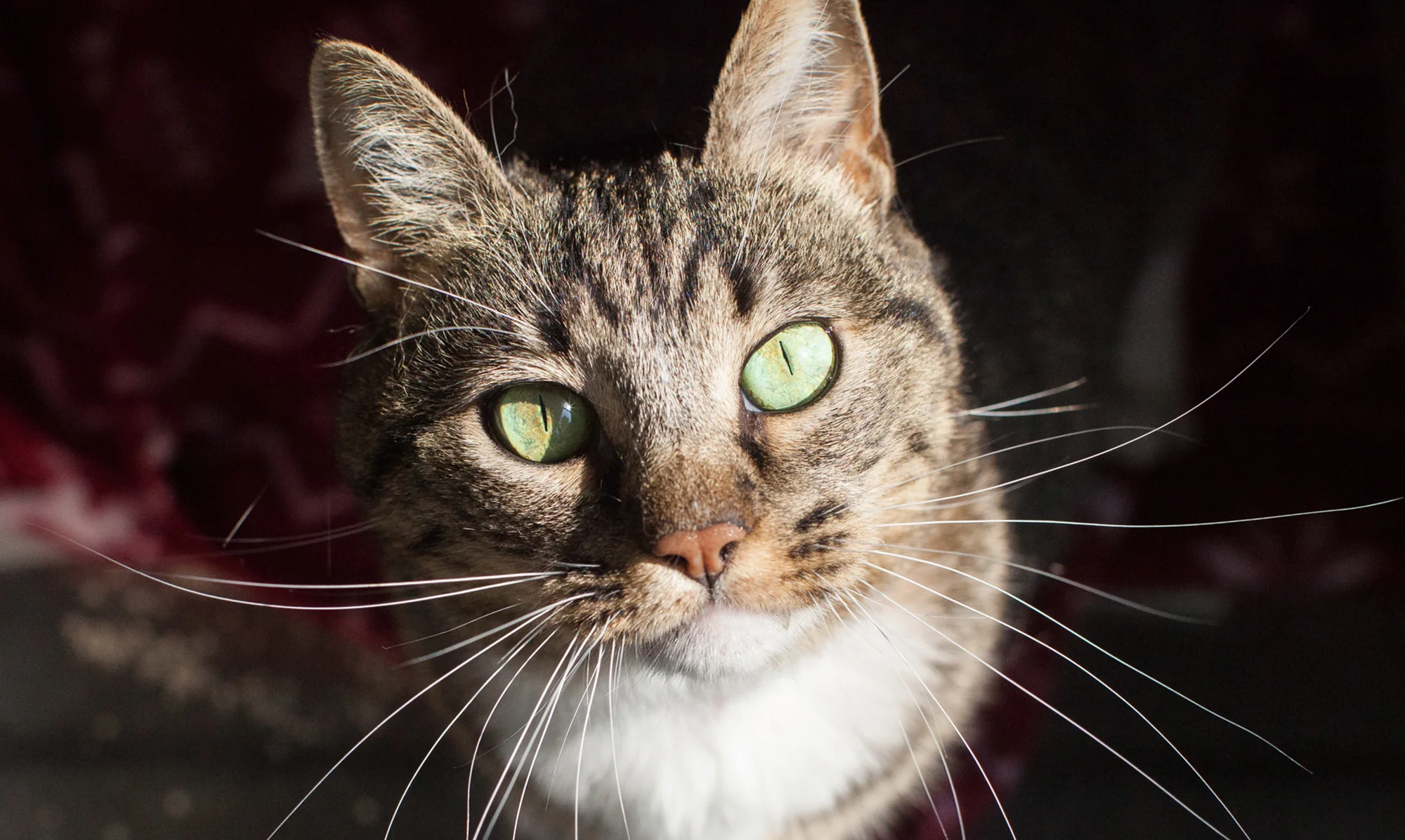Available for adoption now at South Los Angeles Animal Shelter!