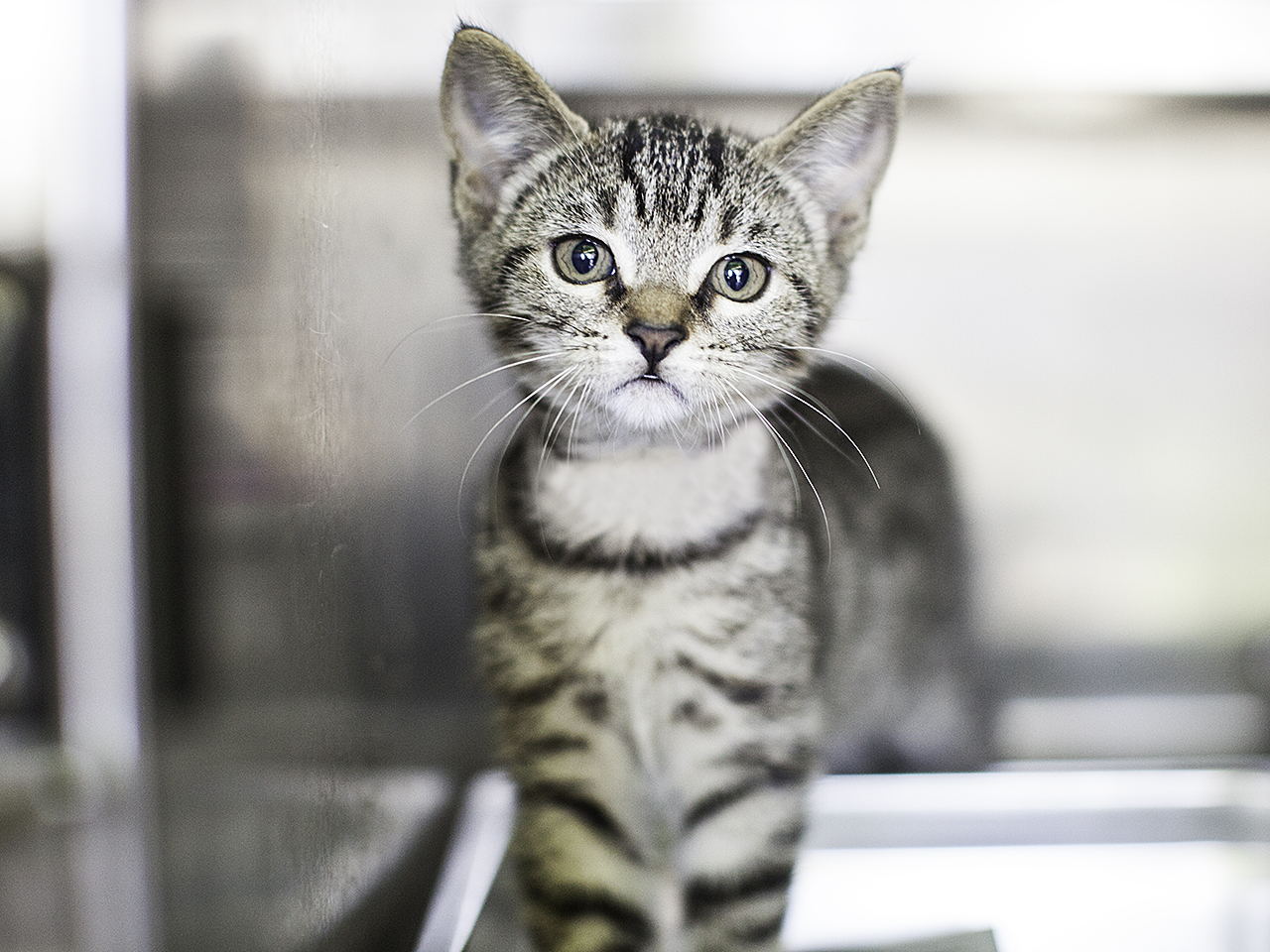 Available for adoption now at South Los Angeles Animal Shelter!