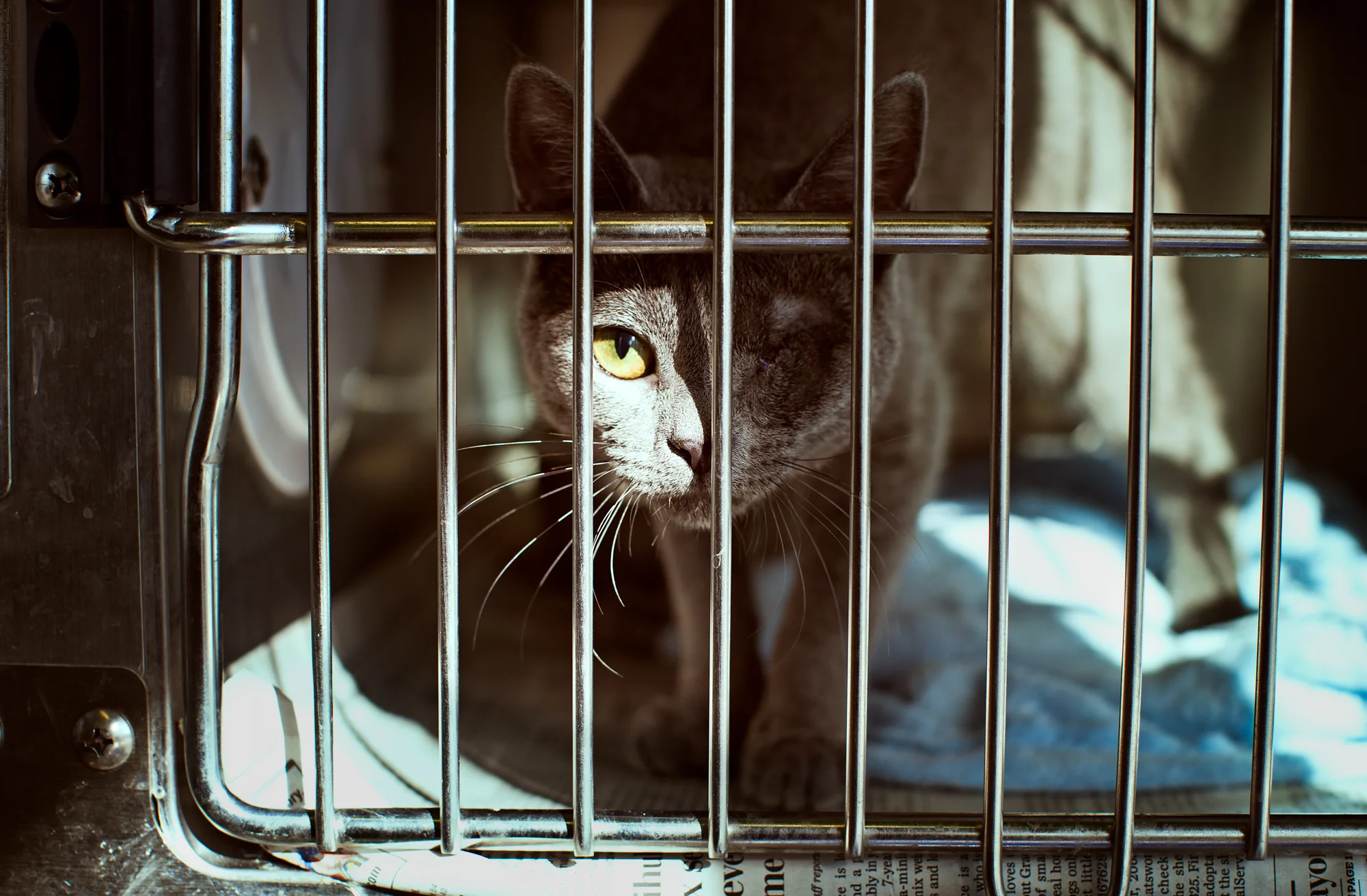 Available for adoption now at South Los Angeles Animal Shelter!
