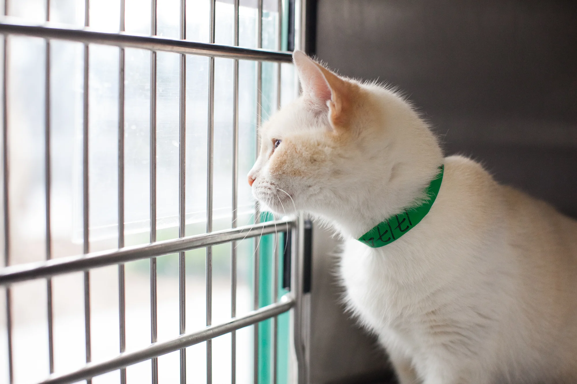 Available for adoption now at South Los Angeles Animal Shelter!