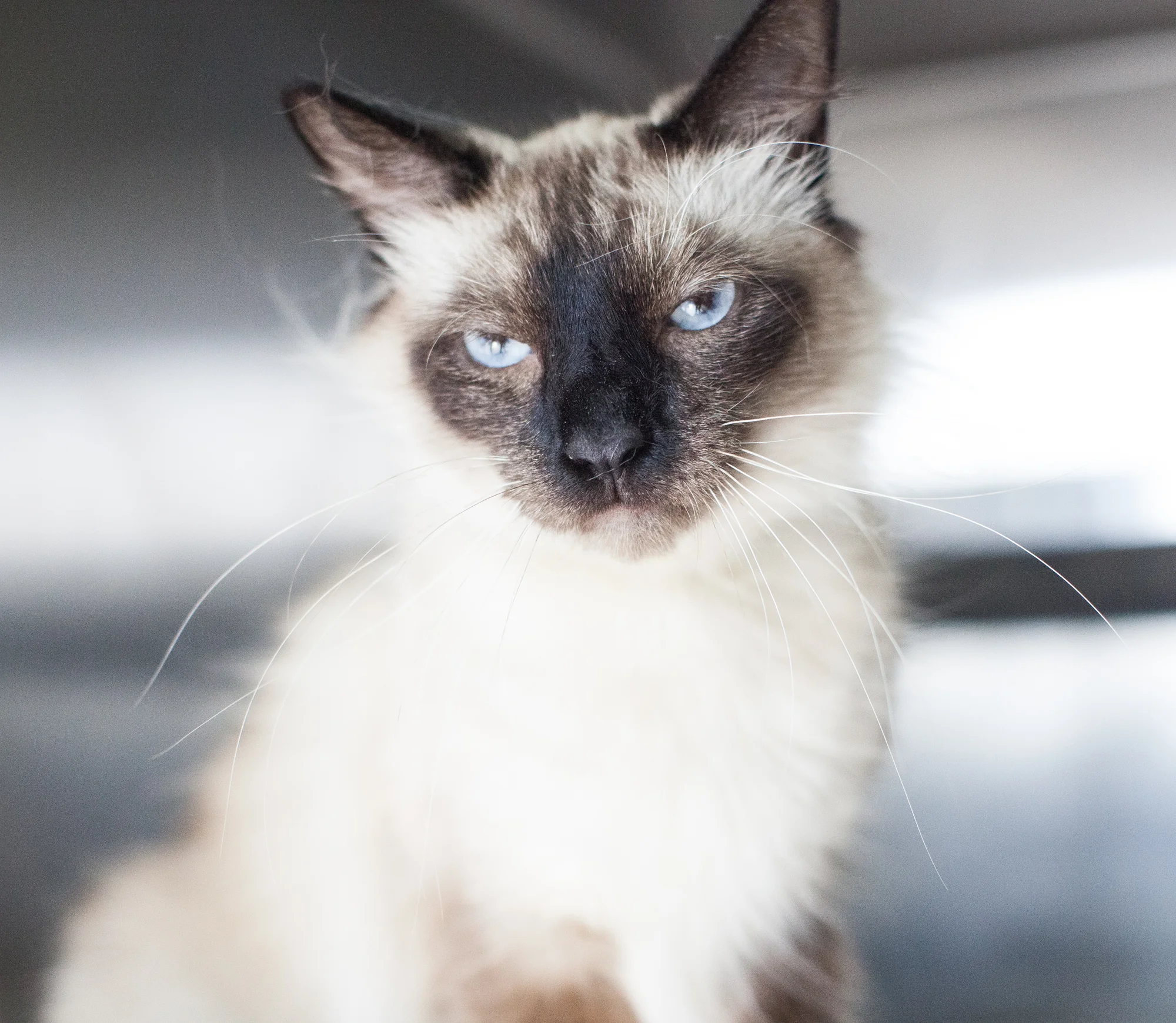 Available for adoption now at South Los Angeles Animal Shelter!