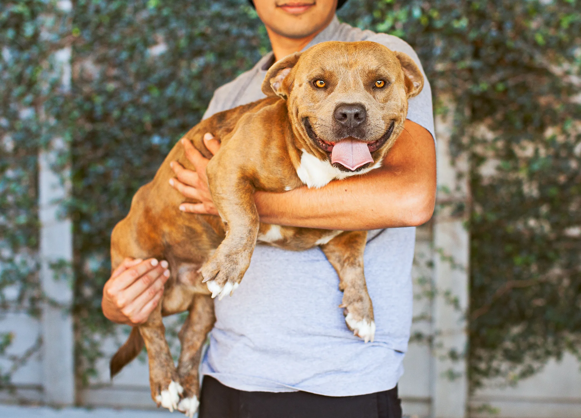 Available for adoption now at South Los Angeles Animal Shelter!