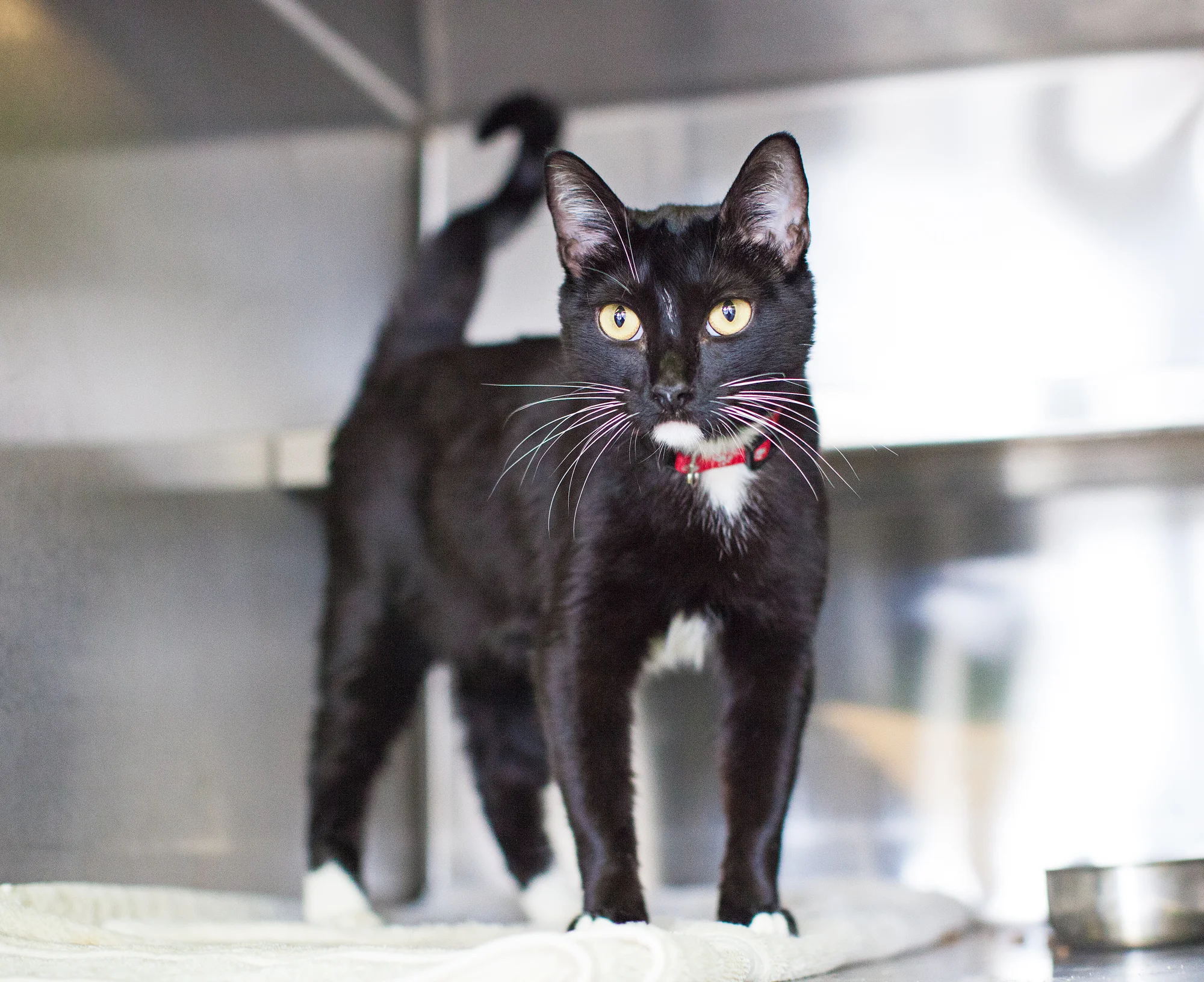 Available for adoption now at South Los Angeles Animal Shelter!
