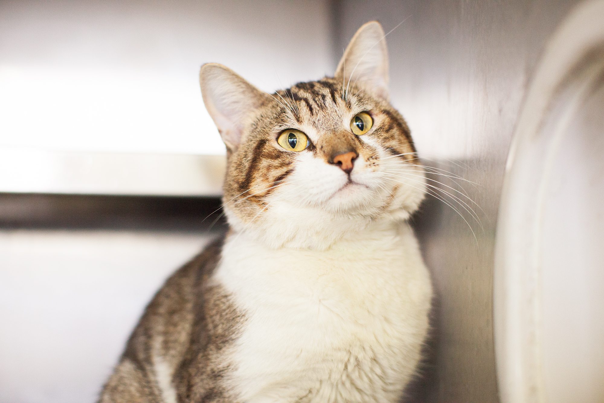 Available for adoption now at South Los Angeles Animal Shelter!