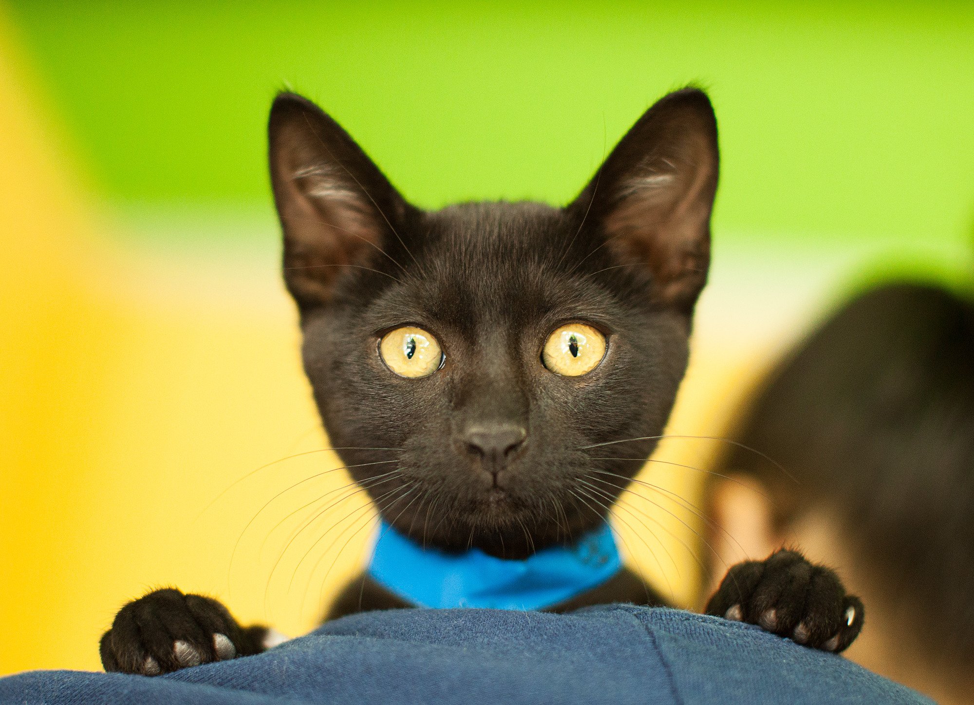 Available for adoption now at South Los Angeles Animal Shelter!