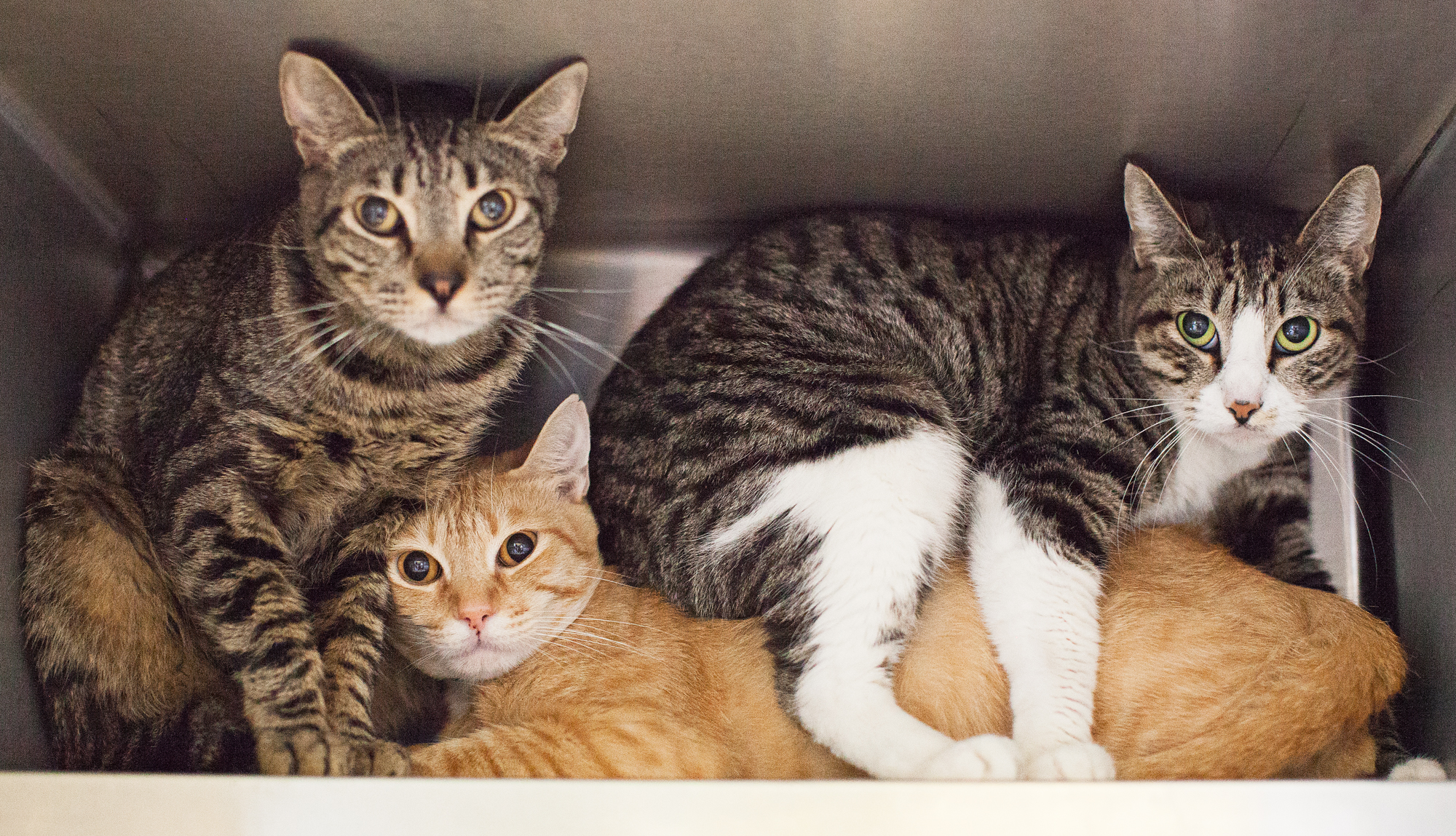 Available for adoption now at South Los Angeles Animal Shelter!