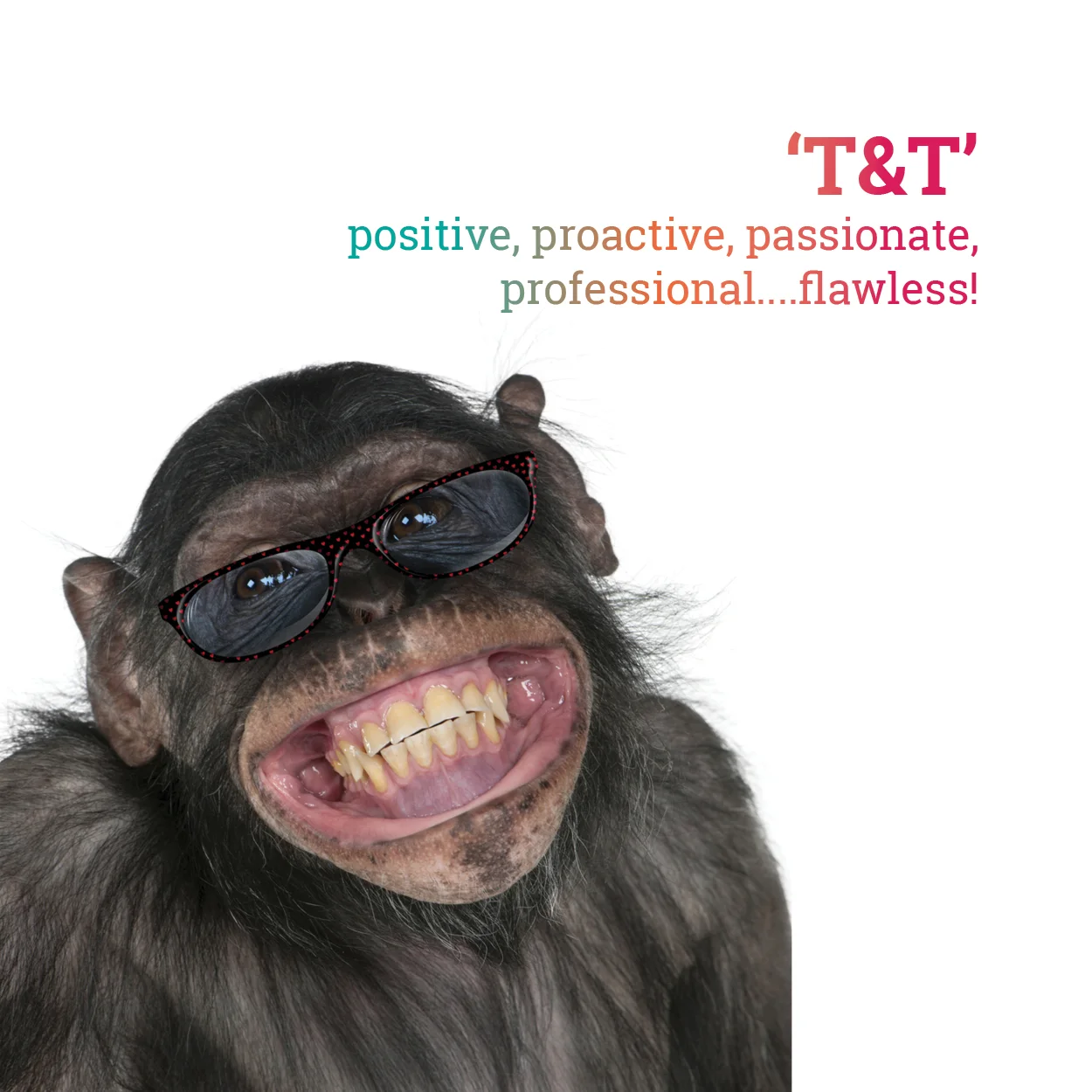 A Scope Vision card defining T&T as positive, proactive, passionate, professional and flawless, printed under a photograph of a grinning chimpanzee in reading glasses.